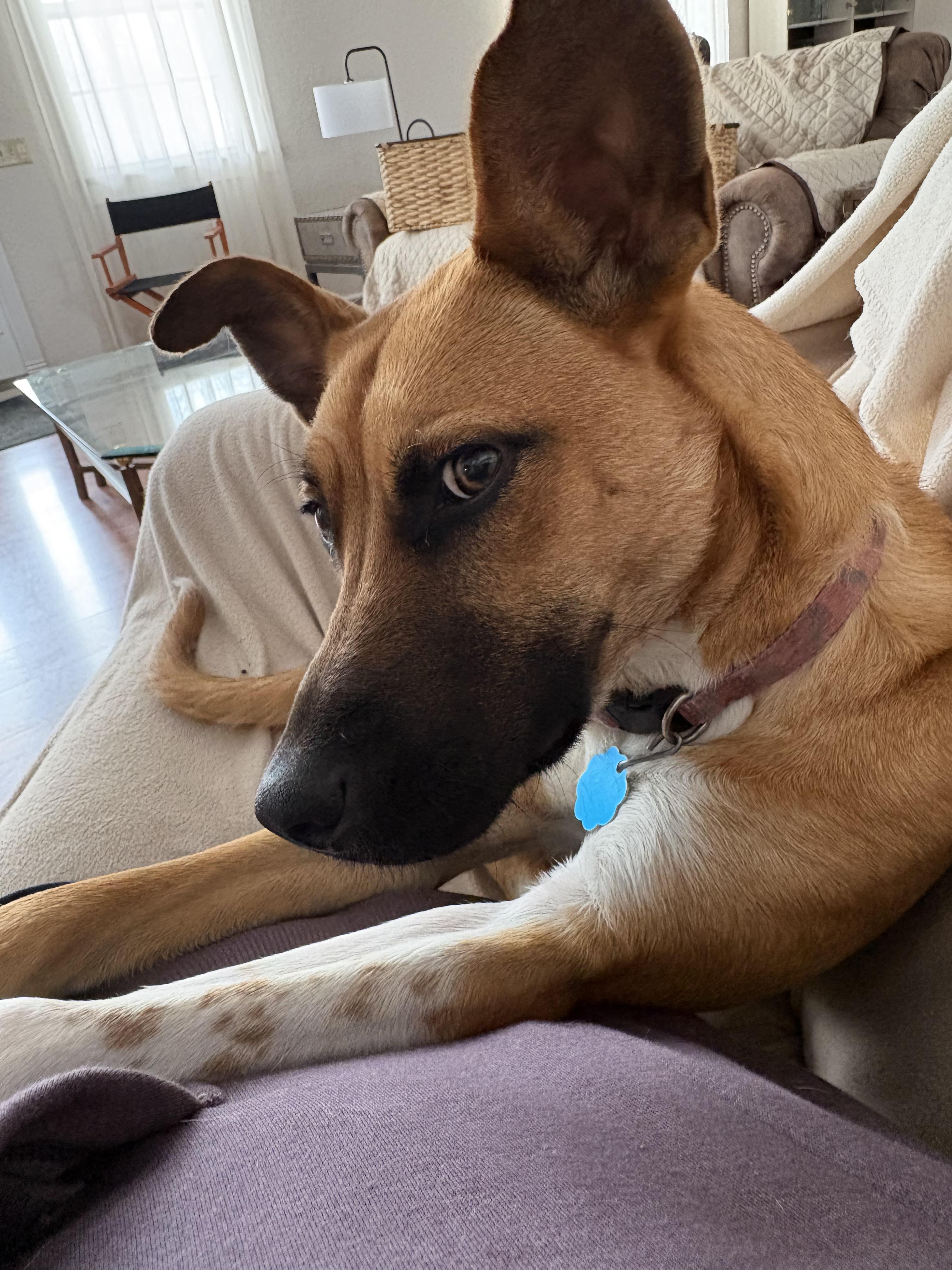 Enlarge SUGAR, a Adoptable mixed breed in Farmington, MO image 1/5