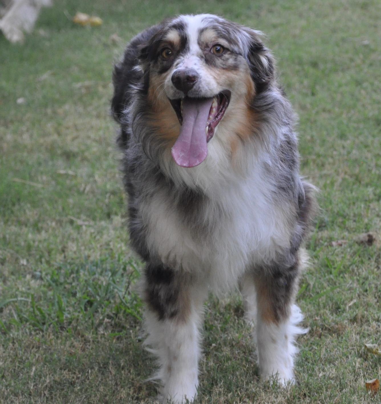 Patch Adams, Adoptable, Adult Male Australian Shepherd.