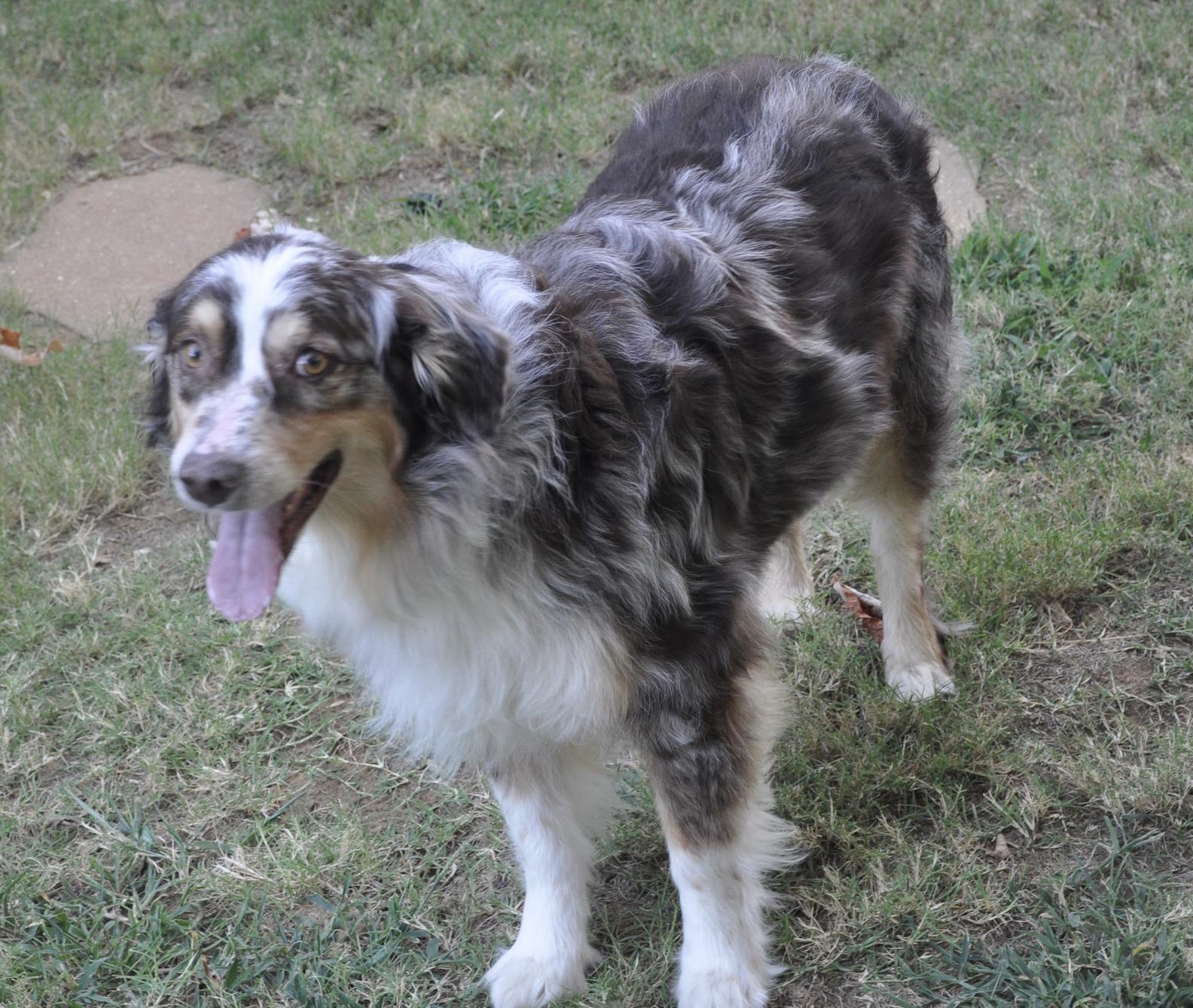 Patch Adams, a Adoptable Australian Shepherd in Arlington, TX image 2/6