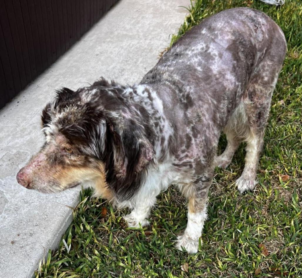 Patch Adams, Adoptable, Adult Male Australian Shepherd.
