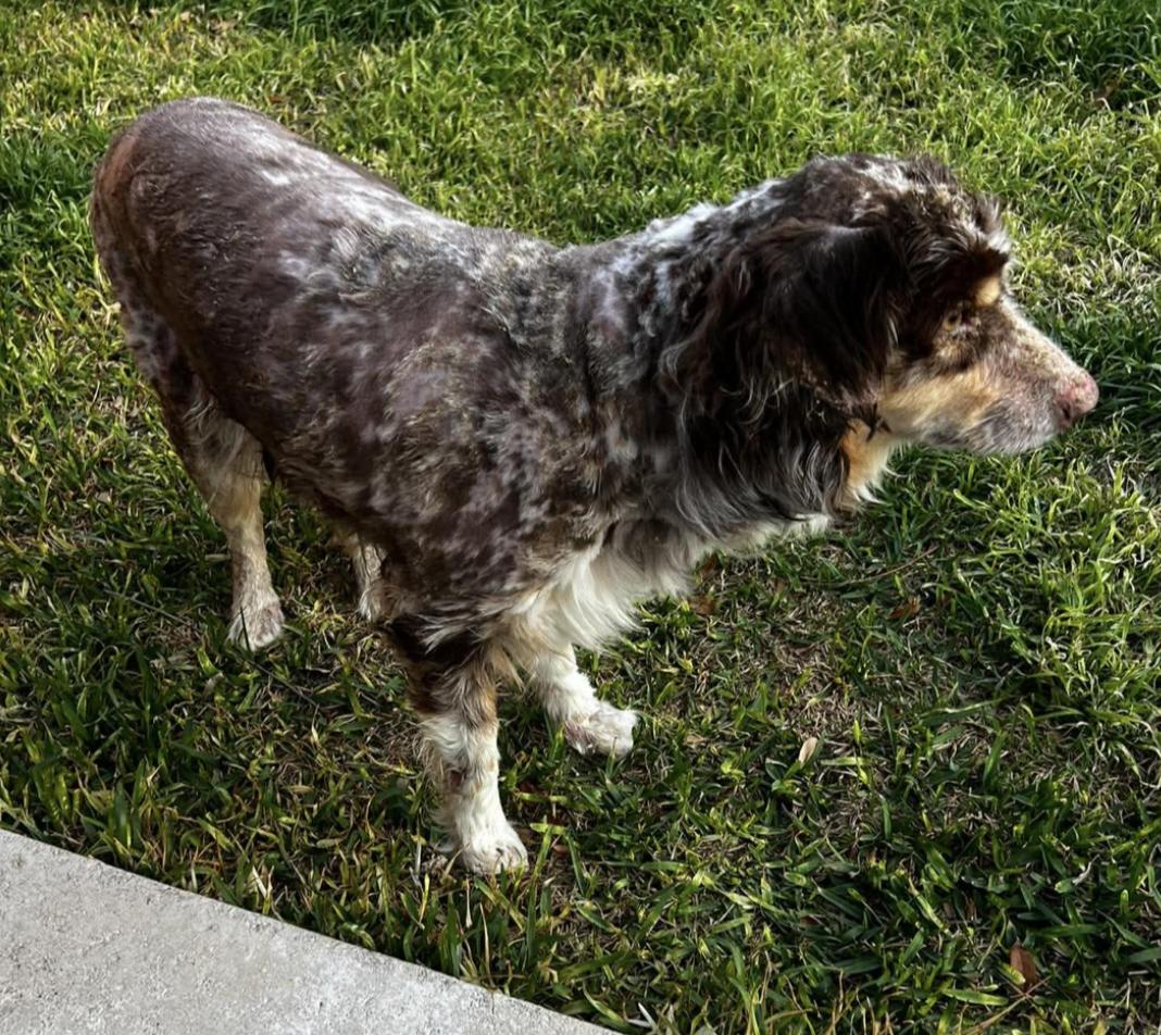 Enlarge Patch Adams, a Adoptable Australian Shepherd in Arlington, TX image 1/6