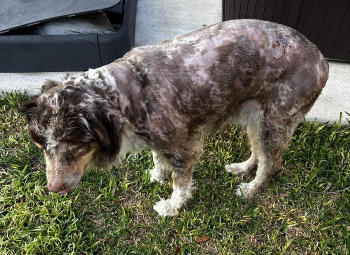 Enlarge Patch Adams, a Adoptable Australian Shepherd in Arlington, TX image 2/6