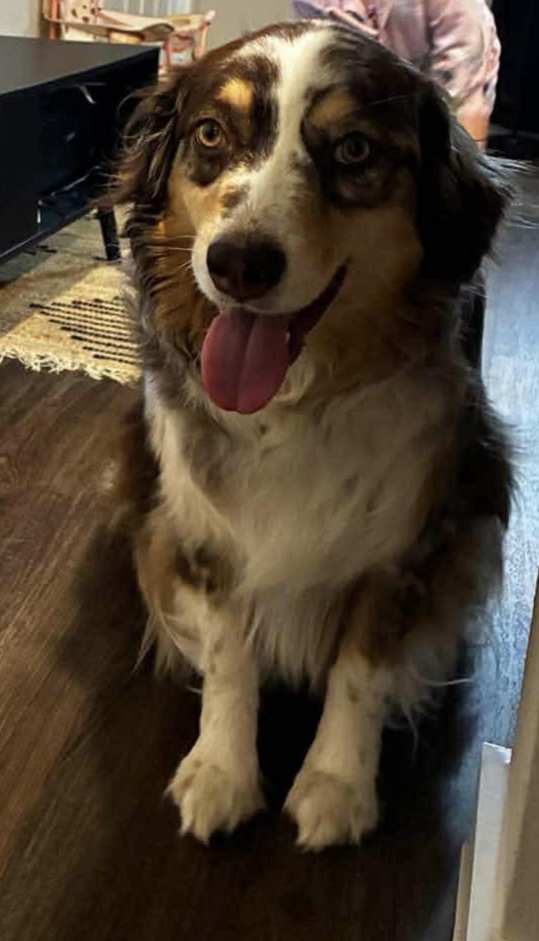 Enlarge Patch Adams, a Adoptable Australian Shepherd in Arlington, TX image 3/6