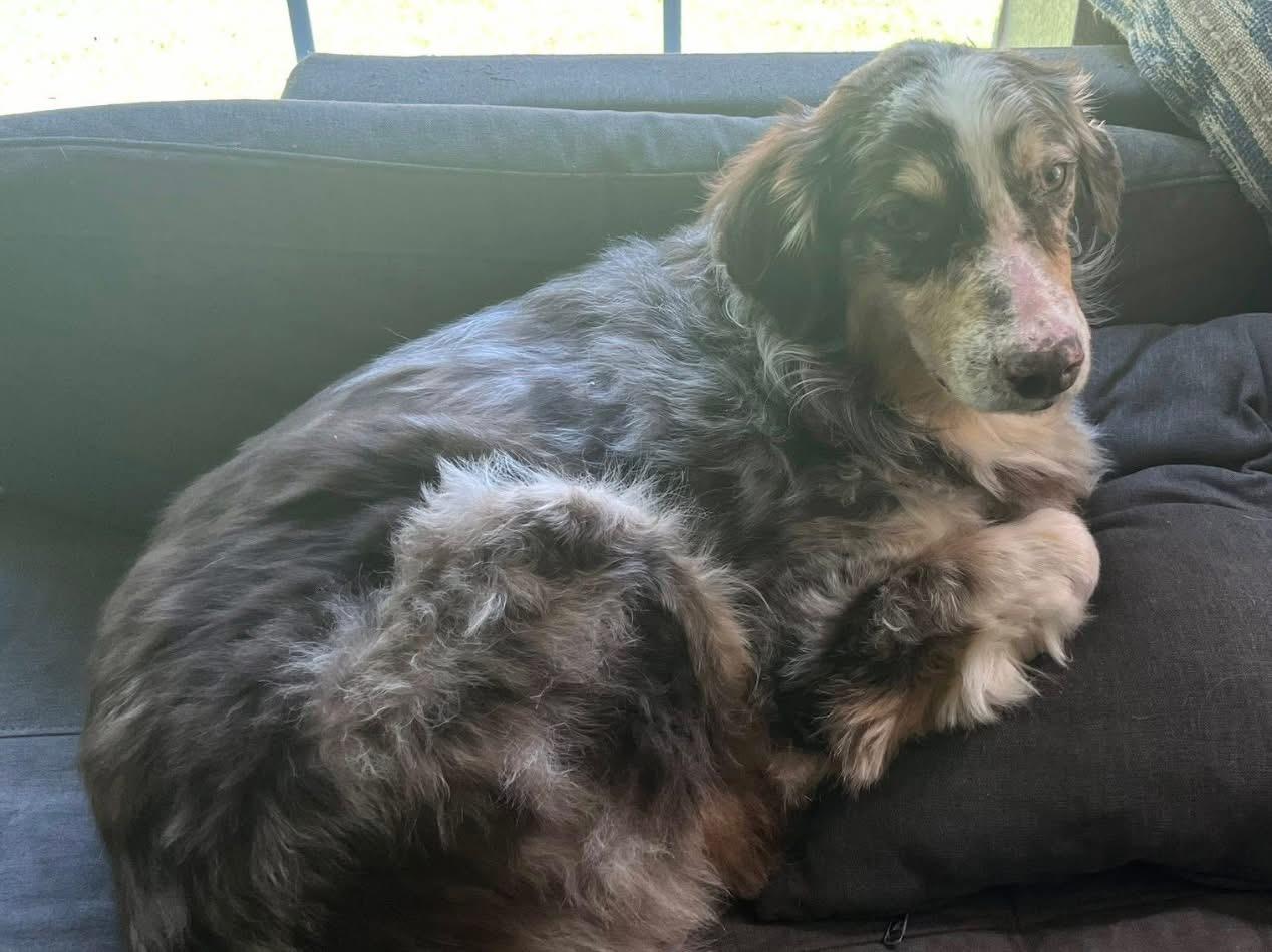 Enlarge Patch Adams, a Adoptable Australian Shepherd in Arlington, TX image 4/6