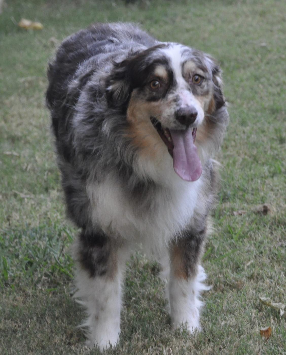 Patch Adams, a Adoptable Australian Shepherd in Arlington, TX image 5/6