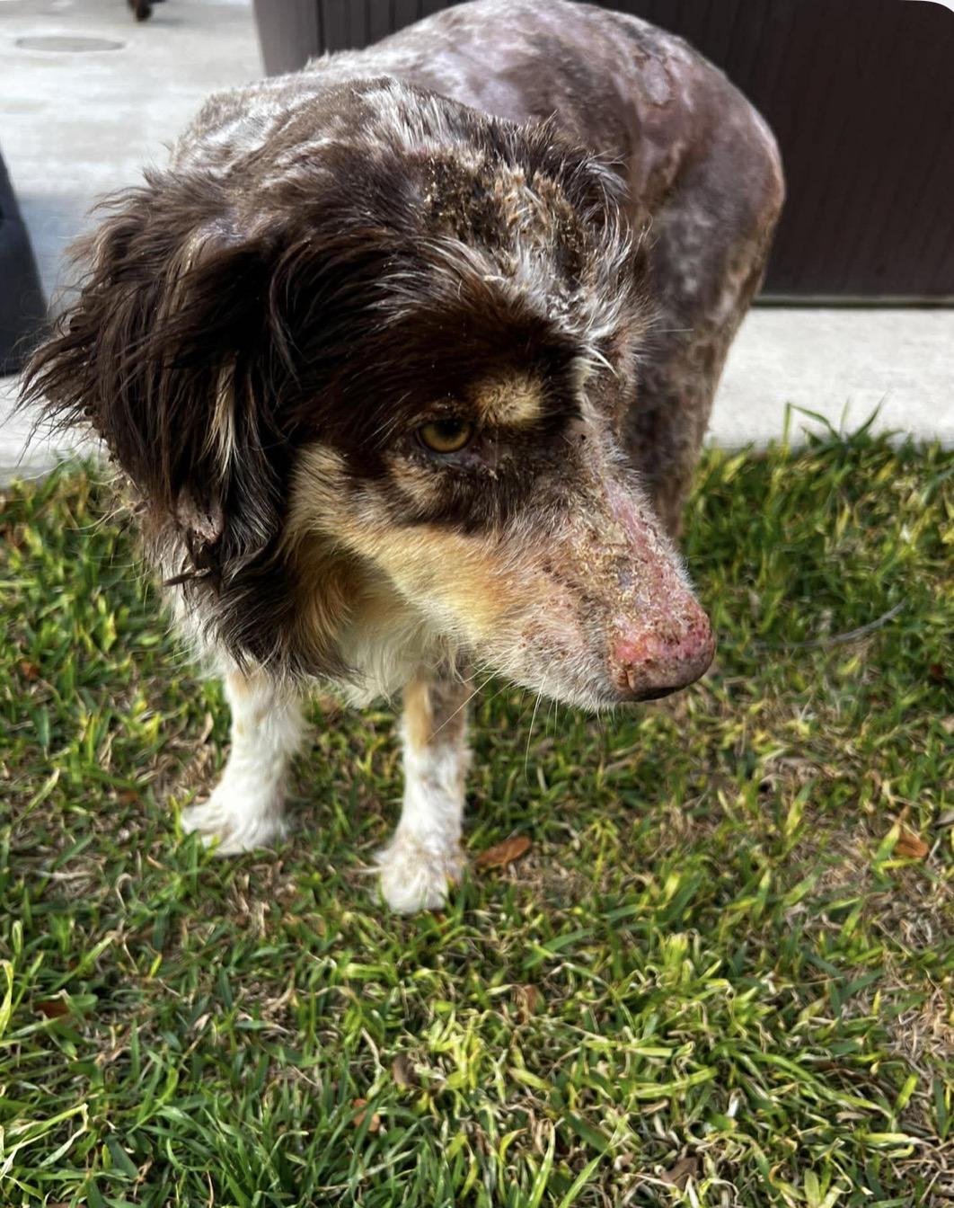 Enlarge Patch Adams, a Adoptable Australian Shepherd in Arlington, TX image 5/6