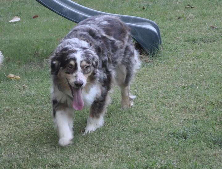 Patch Adams, a Adoptable Australian Shepherd in Arlington, TX image 6/6