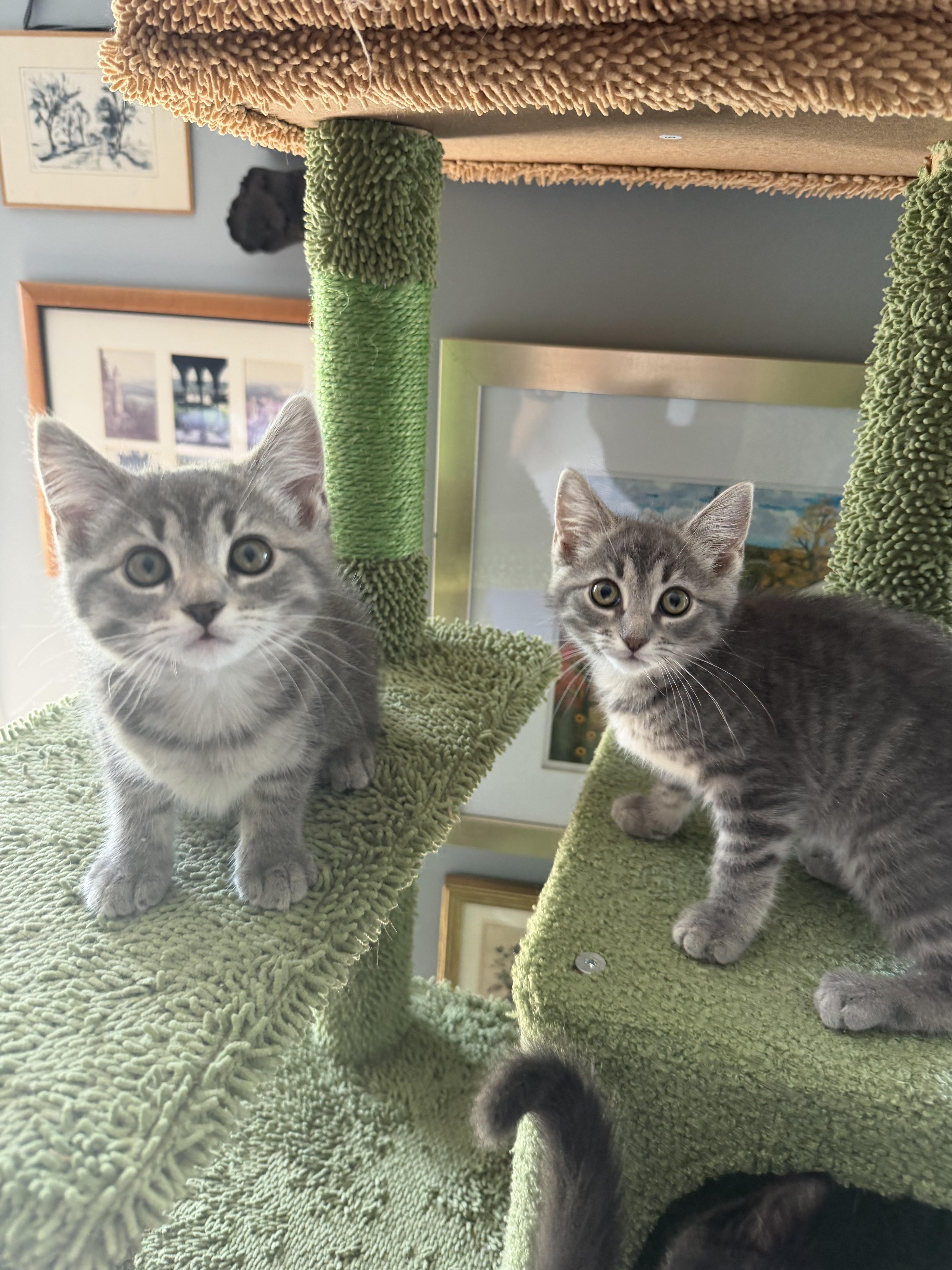 I See Stars - Mercury, Adoptable, Kitten Female Domestic Short Hair.