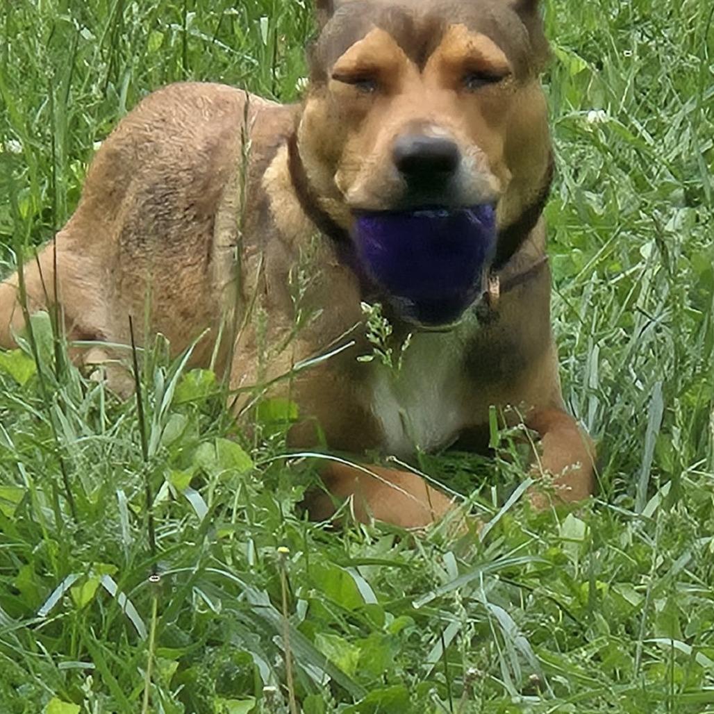 Enlarge Lola, a Adoptable mixed breed in Overland Park, KS image 1/3