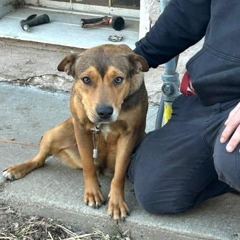 Enlarge Lola, a Adoptable mixed breed in Overland Park, KS image 2/3