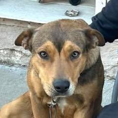 Enlarge Lola, a Adoptable mixed breed in Overland Park, KS image 2/5