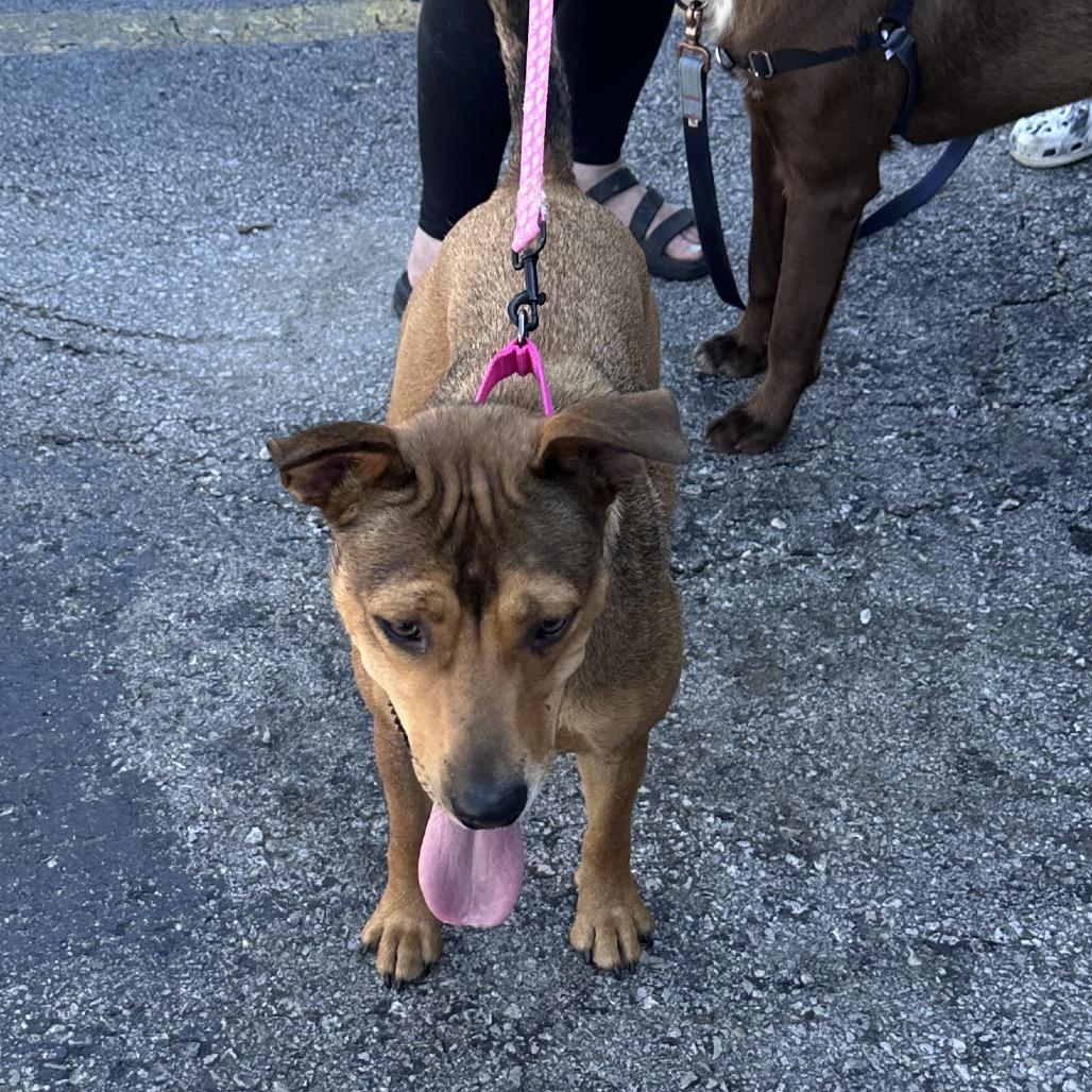 Lola, Adoptable, Adult Female Shepherd & Mixed Breed.