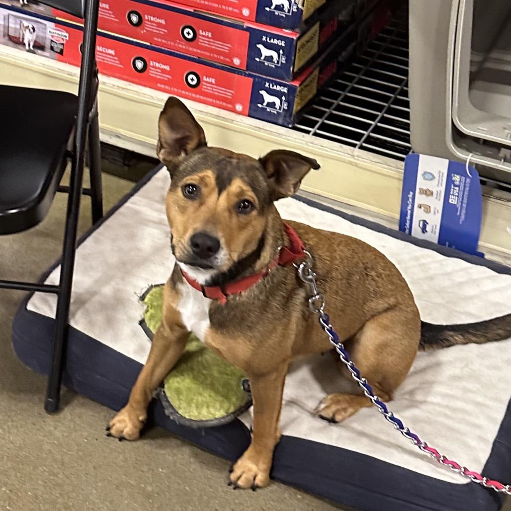 Enlarge Lola, a Adoptable mixed breed in Overland Park, KS image 2/6