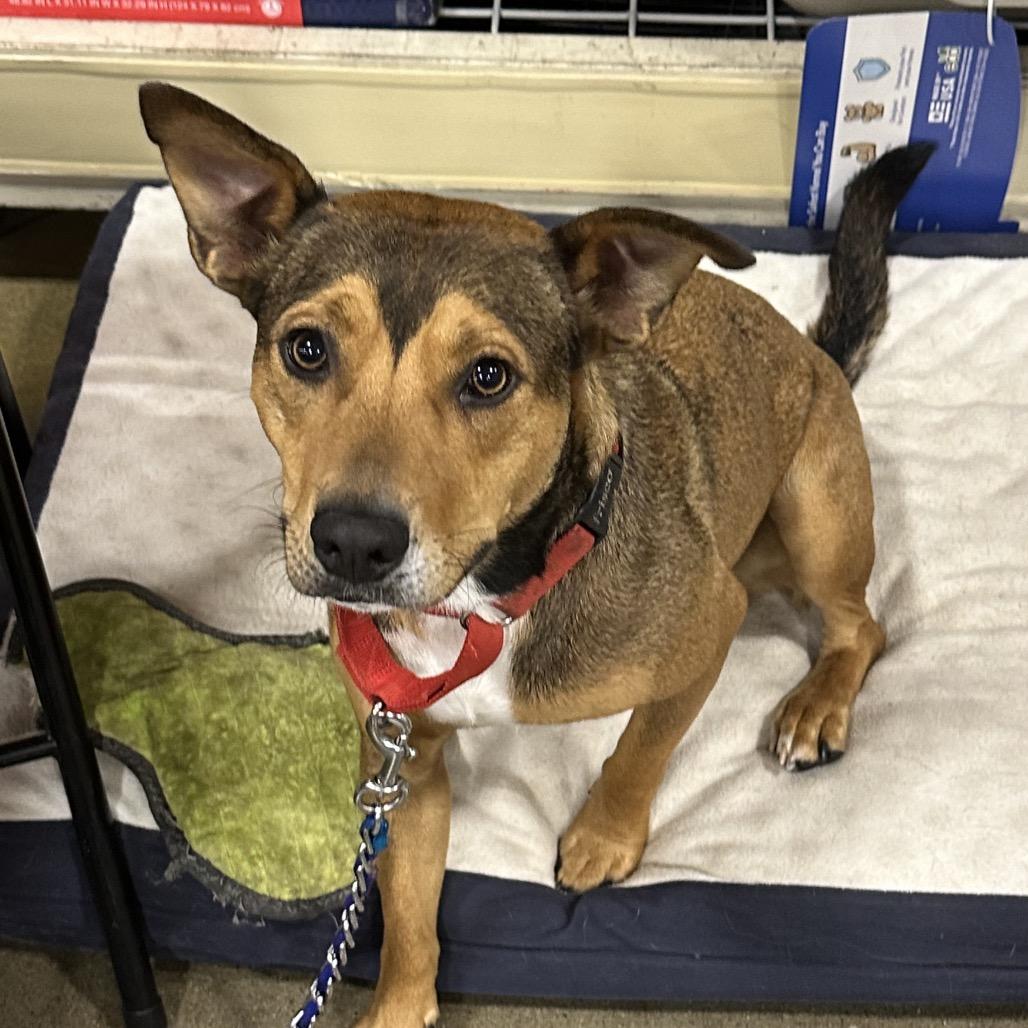 Enlarge Lola, a Adoptable mixed breed in Overland Park, KS image 4/6