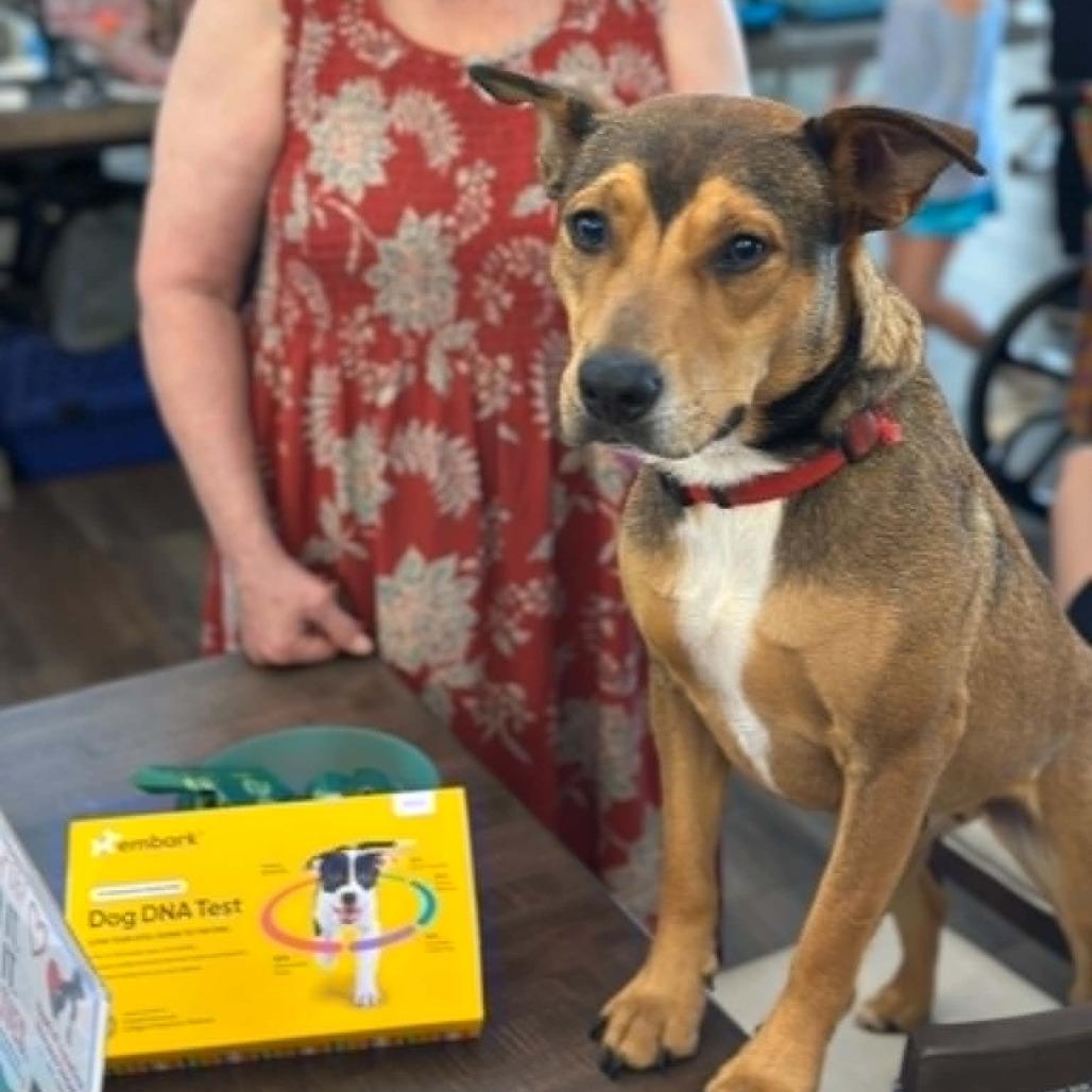 Enlarge Lola, a Adoptable mixed breed in Overland Park, KS image 5/6