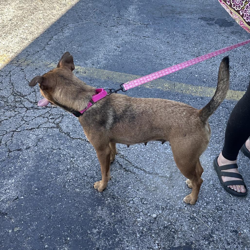 Enlarge Lola, a Adoptable mixed breed in Overland Park, KS image 3/5
