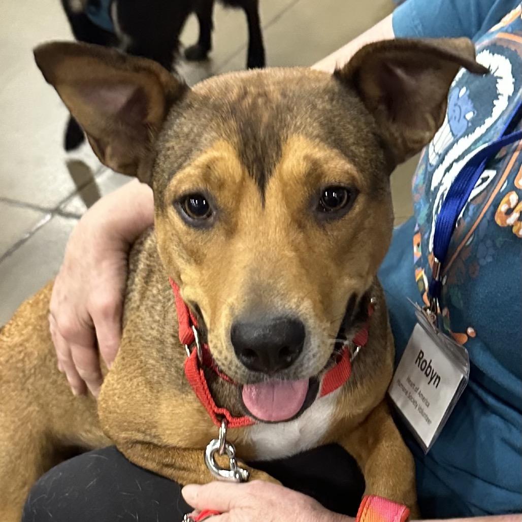 Lola, a Adoptable mixed breed in Overland Park, KS image 2/5