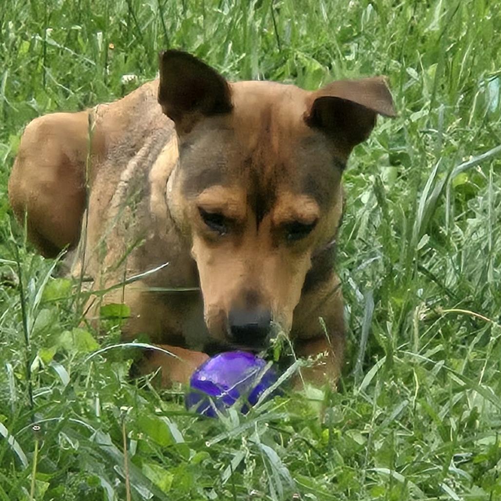 Enlarge Lola, a Adoptable mixed breed in Overland Park, KS image 3/3