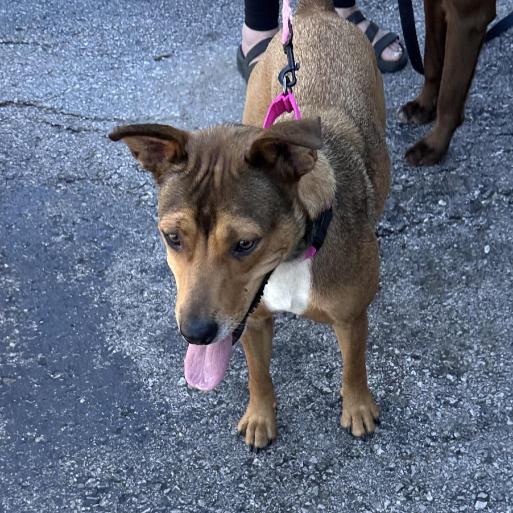 Enlarge Lola, a Adoptable mixed breed in Overland Park, KS image 5/5