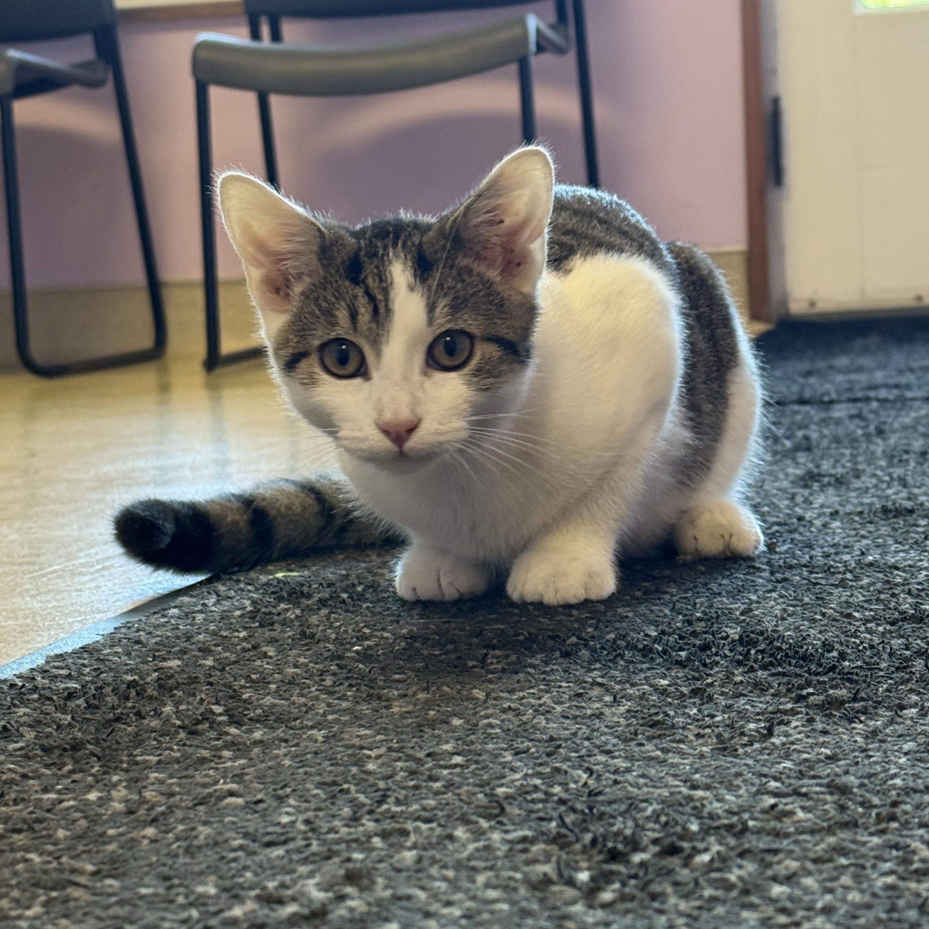 Barry, Adoptable, Kitten Male Domestic Short Hair.