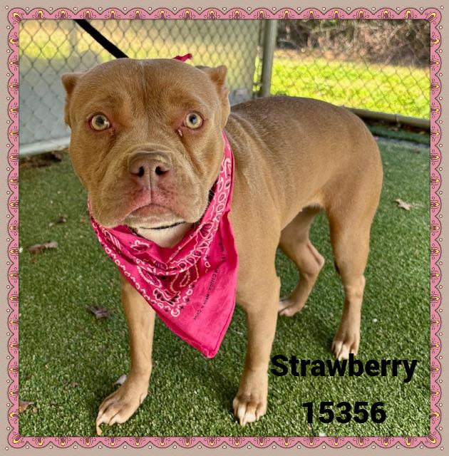 Strawberry thumbnail 3