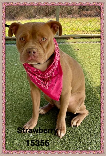 Strawberry thumbnail 4