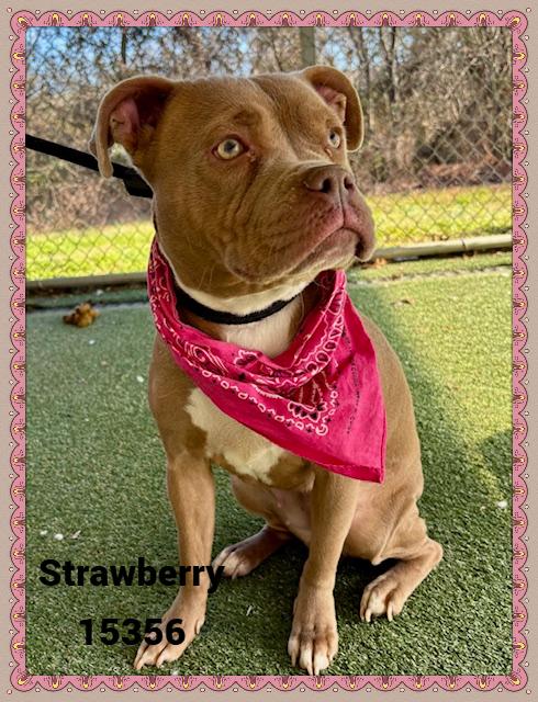 Strawberry thumbnail 5