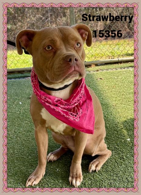 Strawberry thumbnail 6