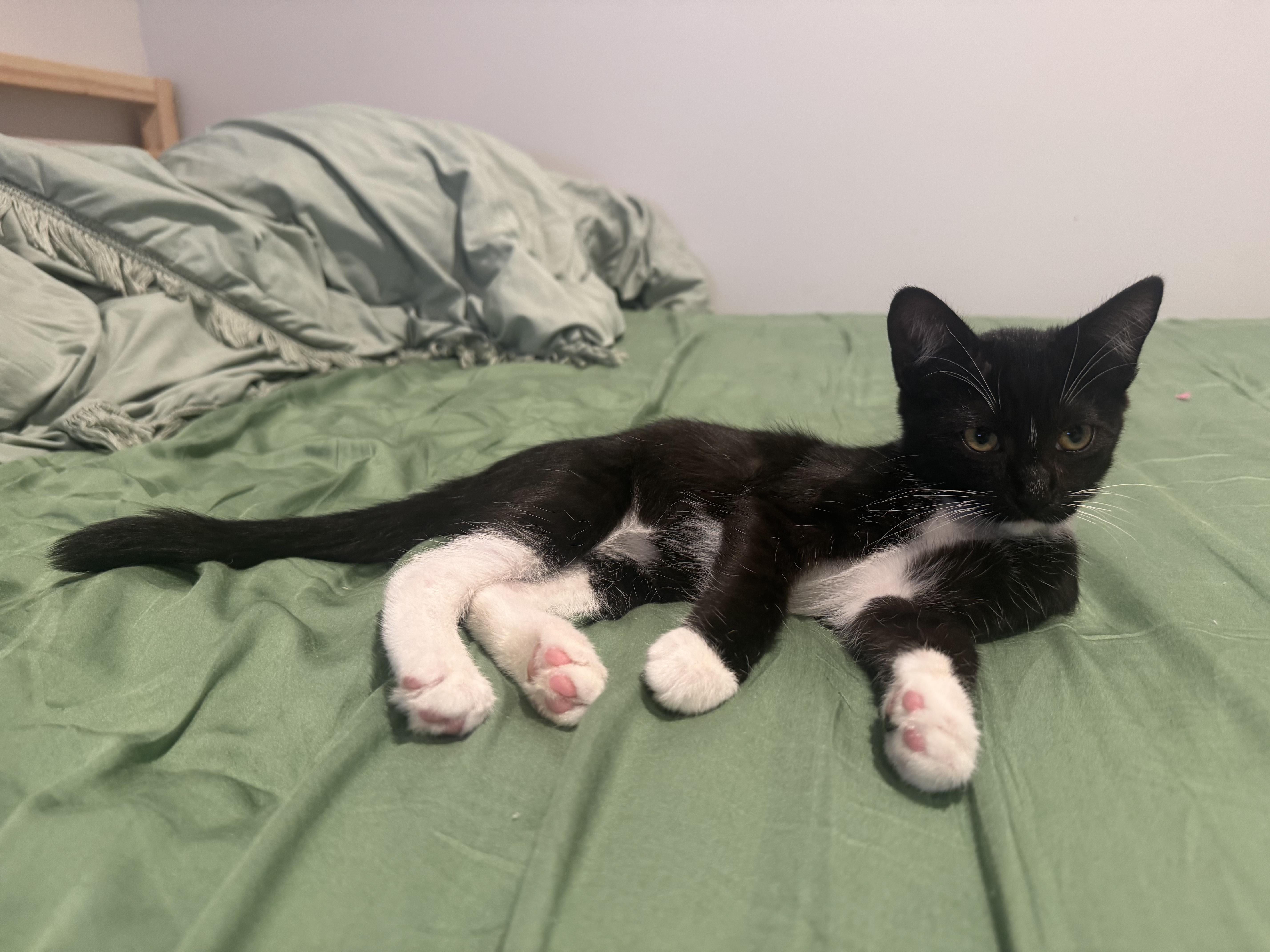 Bob (3 months), a ADOPTABLE Domestic Short Hair in Santa Monica, CA image 2/5