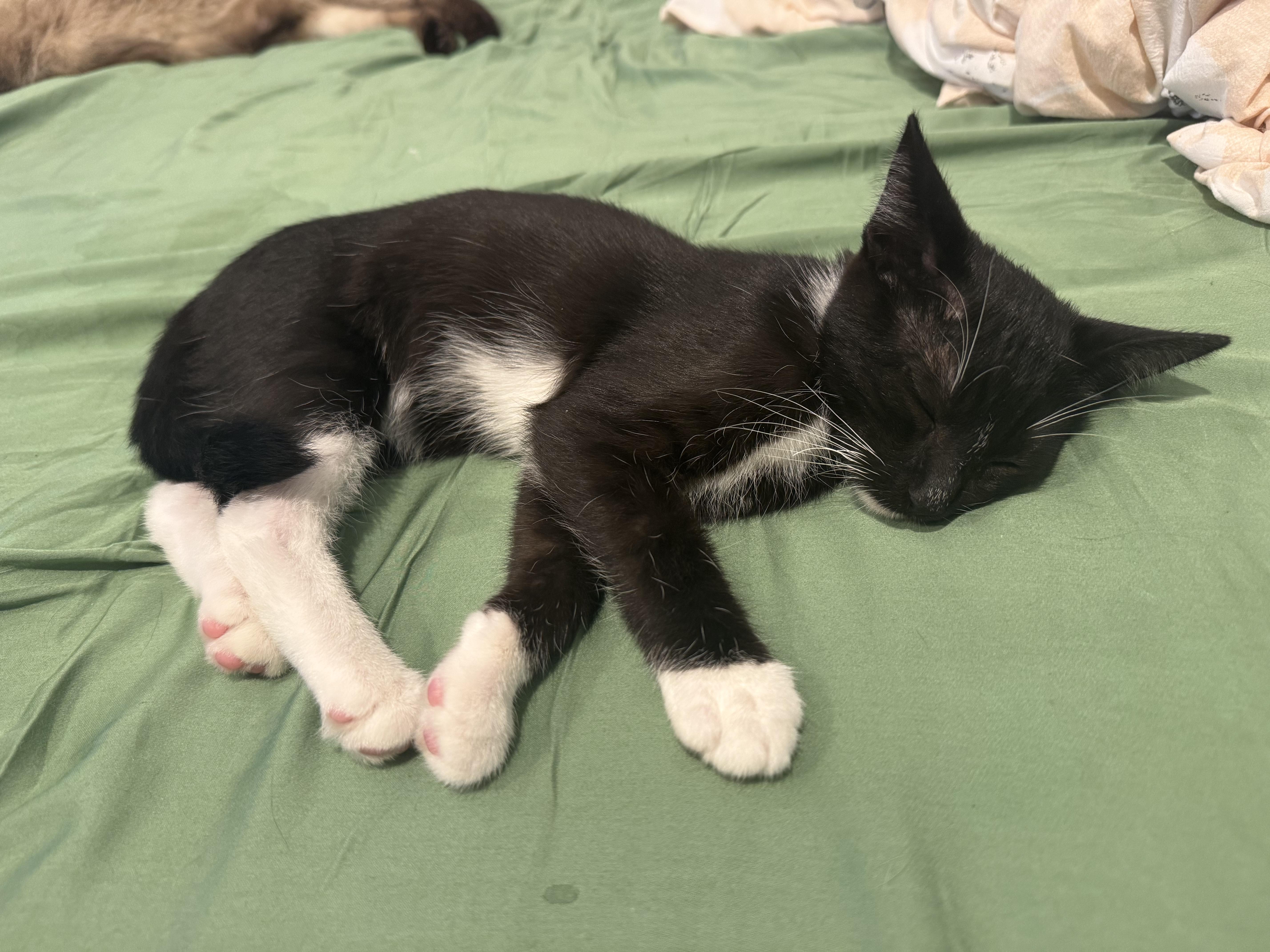 Bob (3 months), a ADOPTABLE Domestic Short Hair in Santa Monica, CA image 5/5