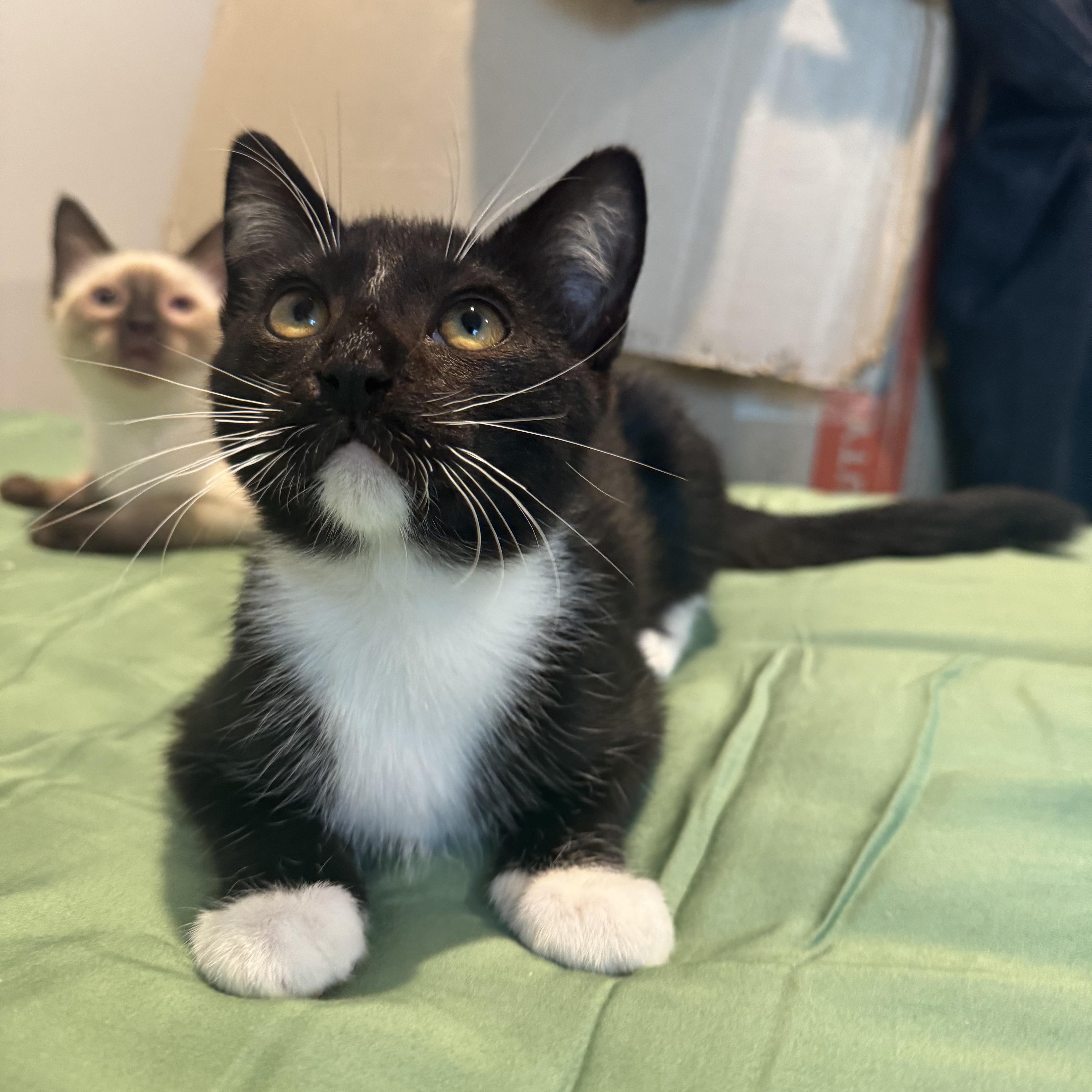 Bob (3 months), ADOPTABLE, Kitten Male Domestic Short Hair.