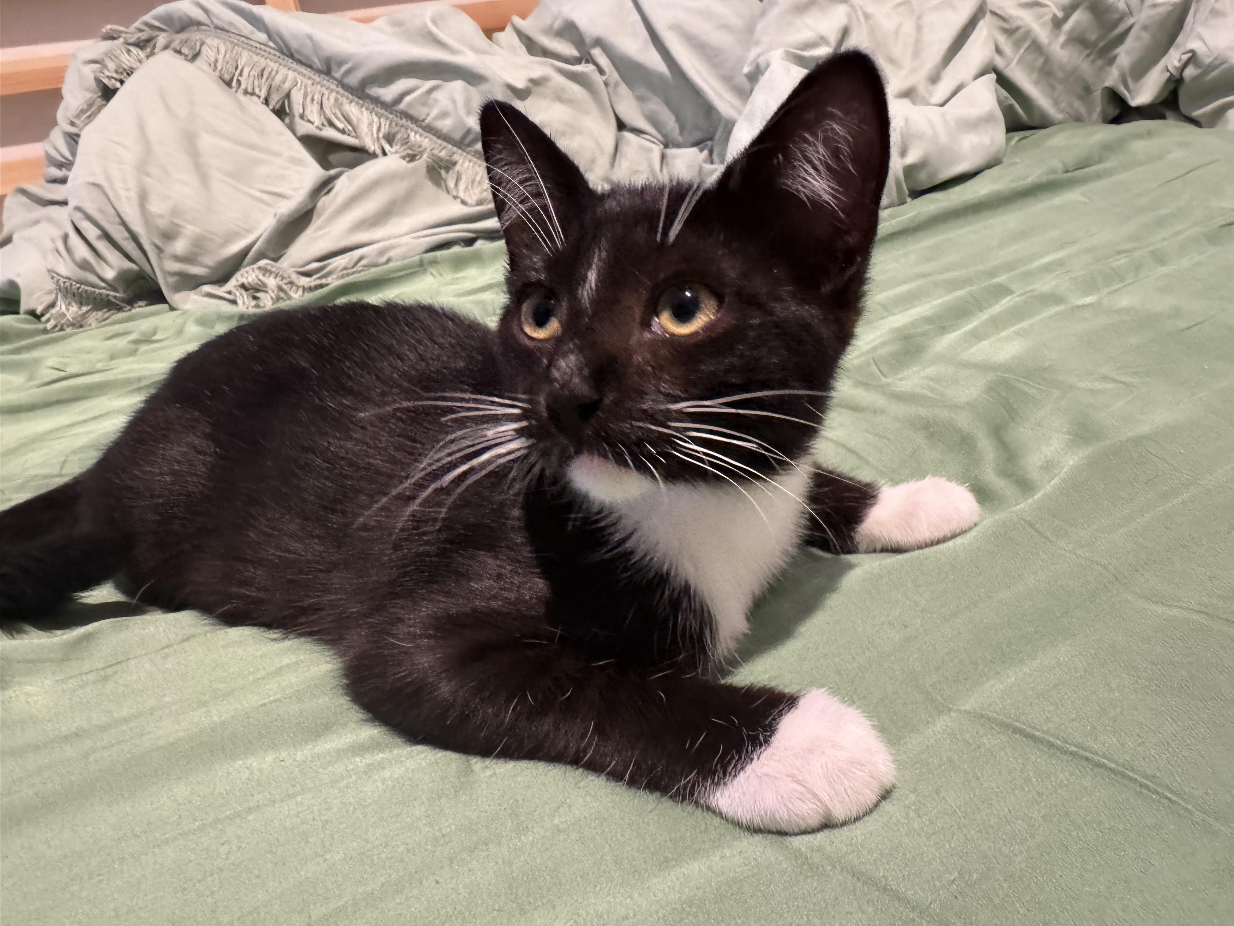 Bob (3 months), a ADOPTABLE Domestic Short Hair in Santa Monica, CA image 4/5