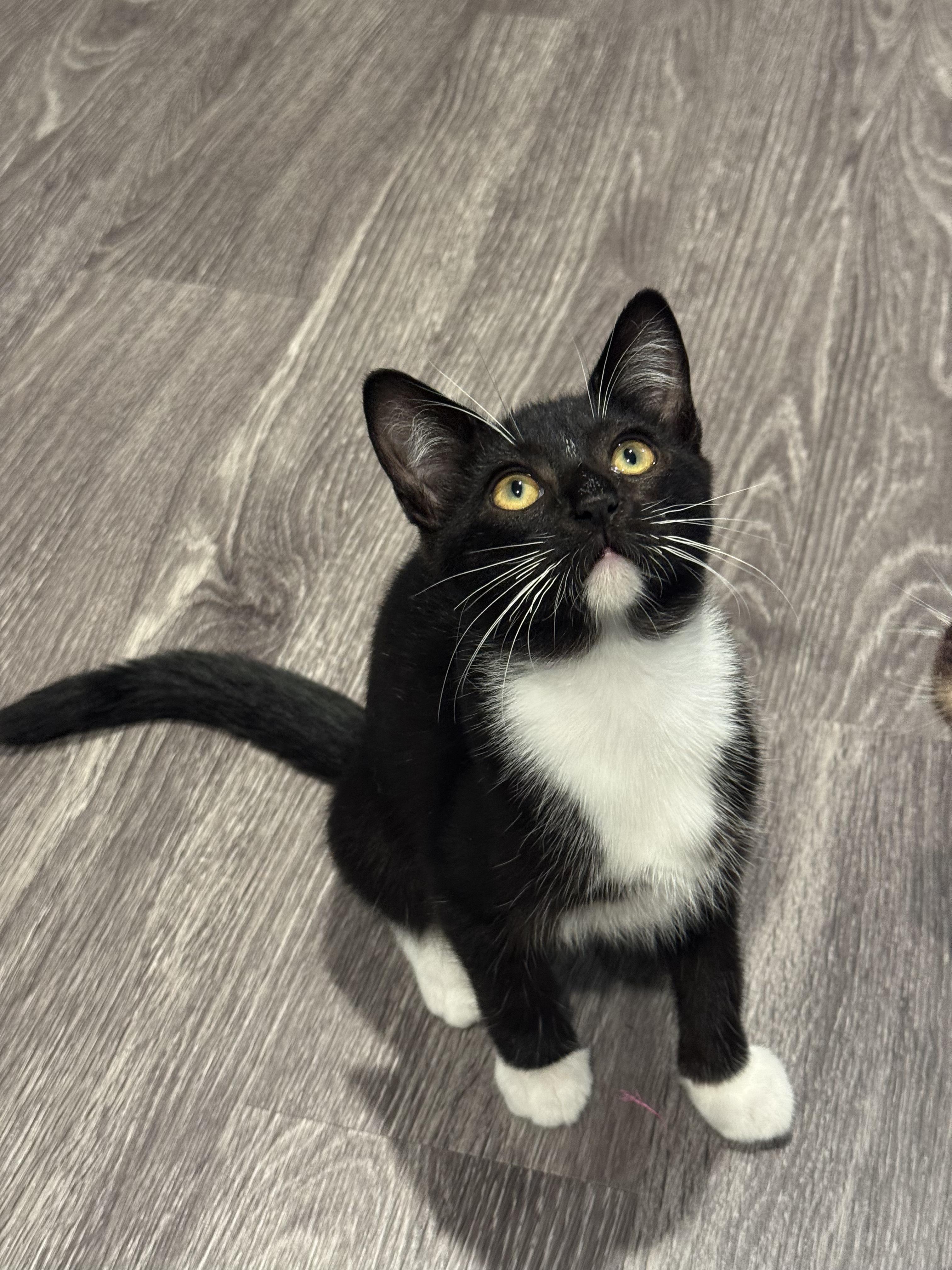 Bob (3 months), a ADOPTABLE Domestic Short Hair in Santa Monica, CA image 3/5