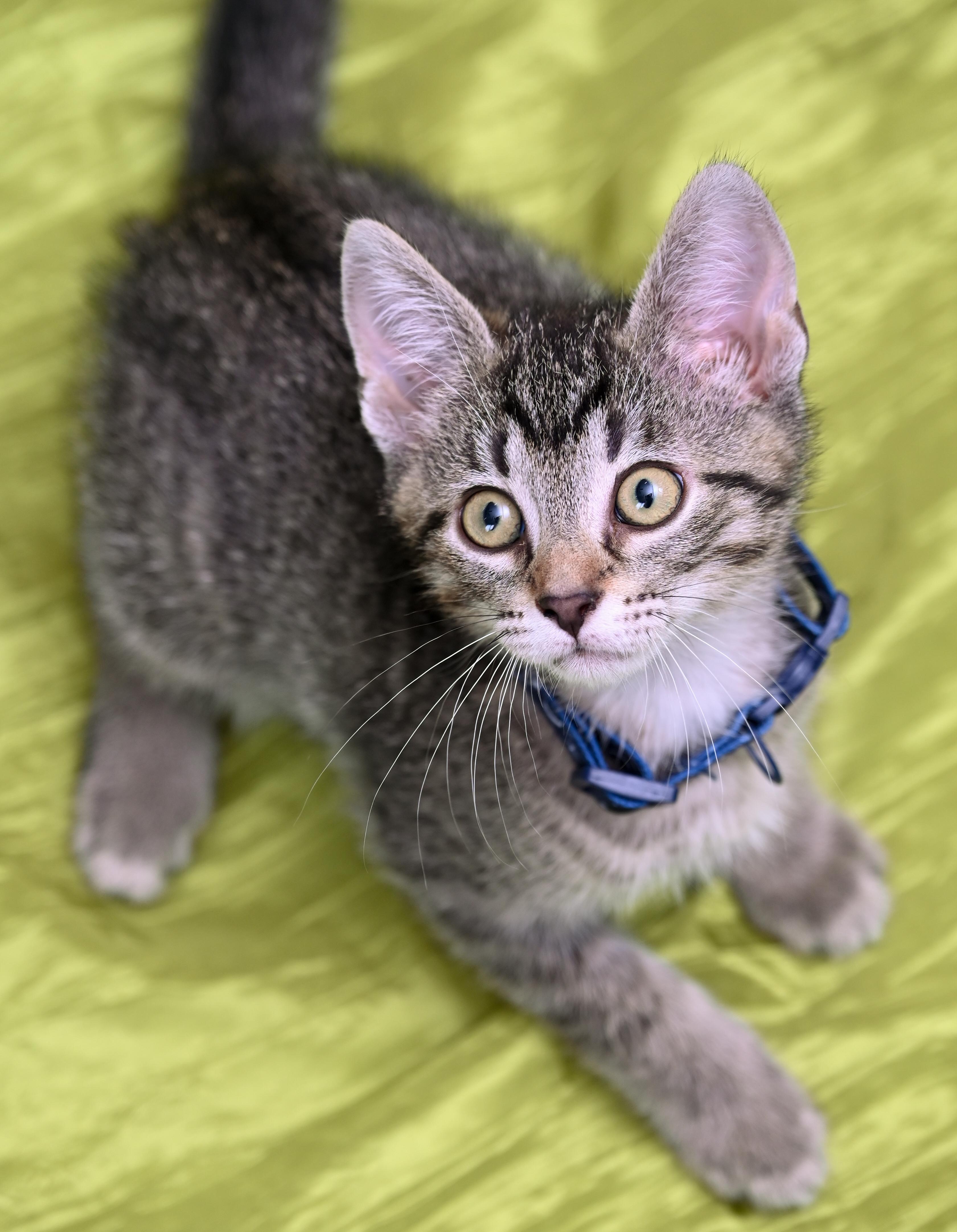 Enlarge Biscoff, a ADOPTABLE mixed breed in Chattanooga, TN image 6/6