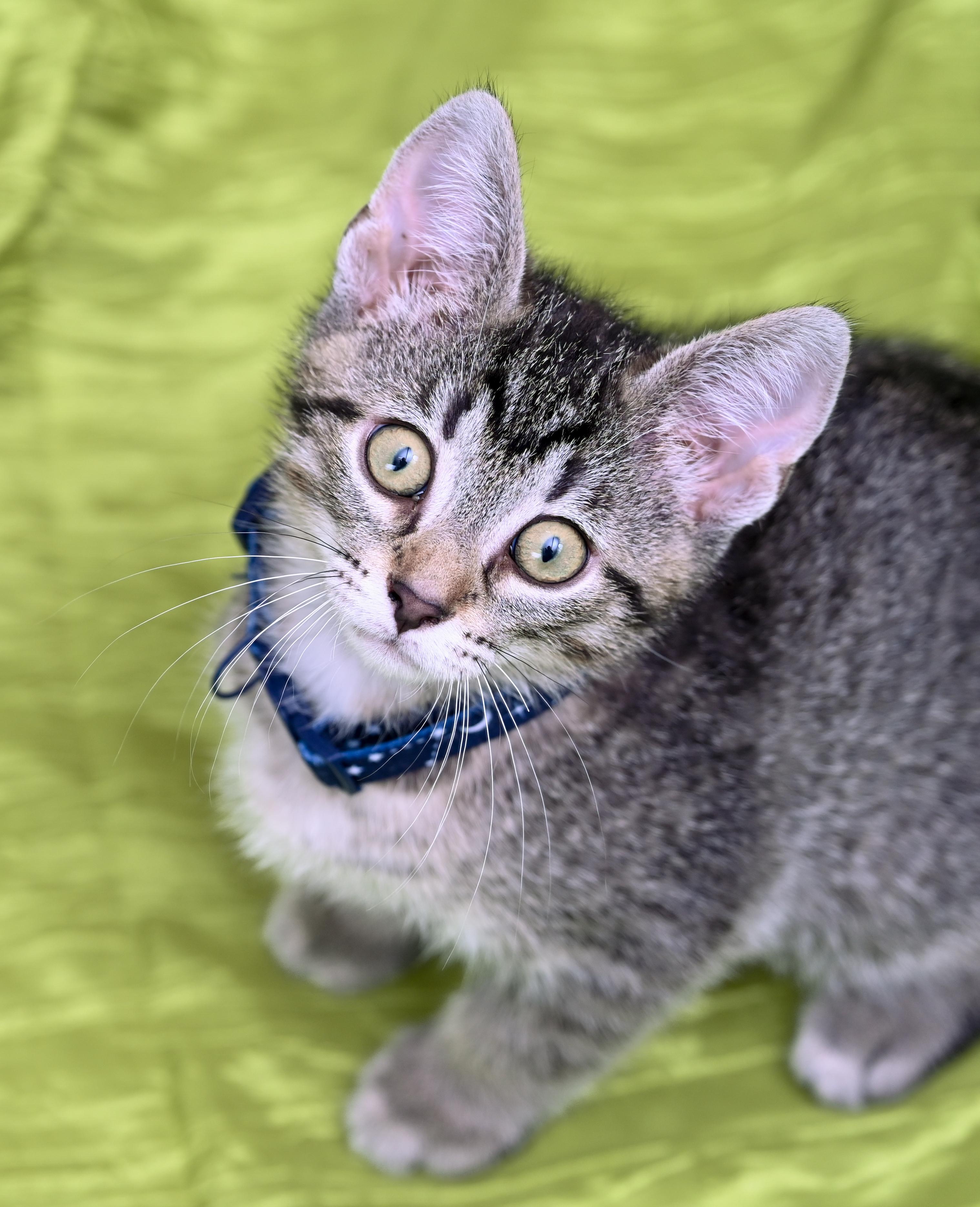 Enlarge Biscoff, a ADOPTABLE mixed breed in Chattanooga, TN image 4/6