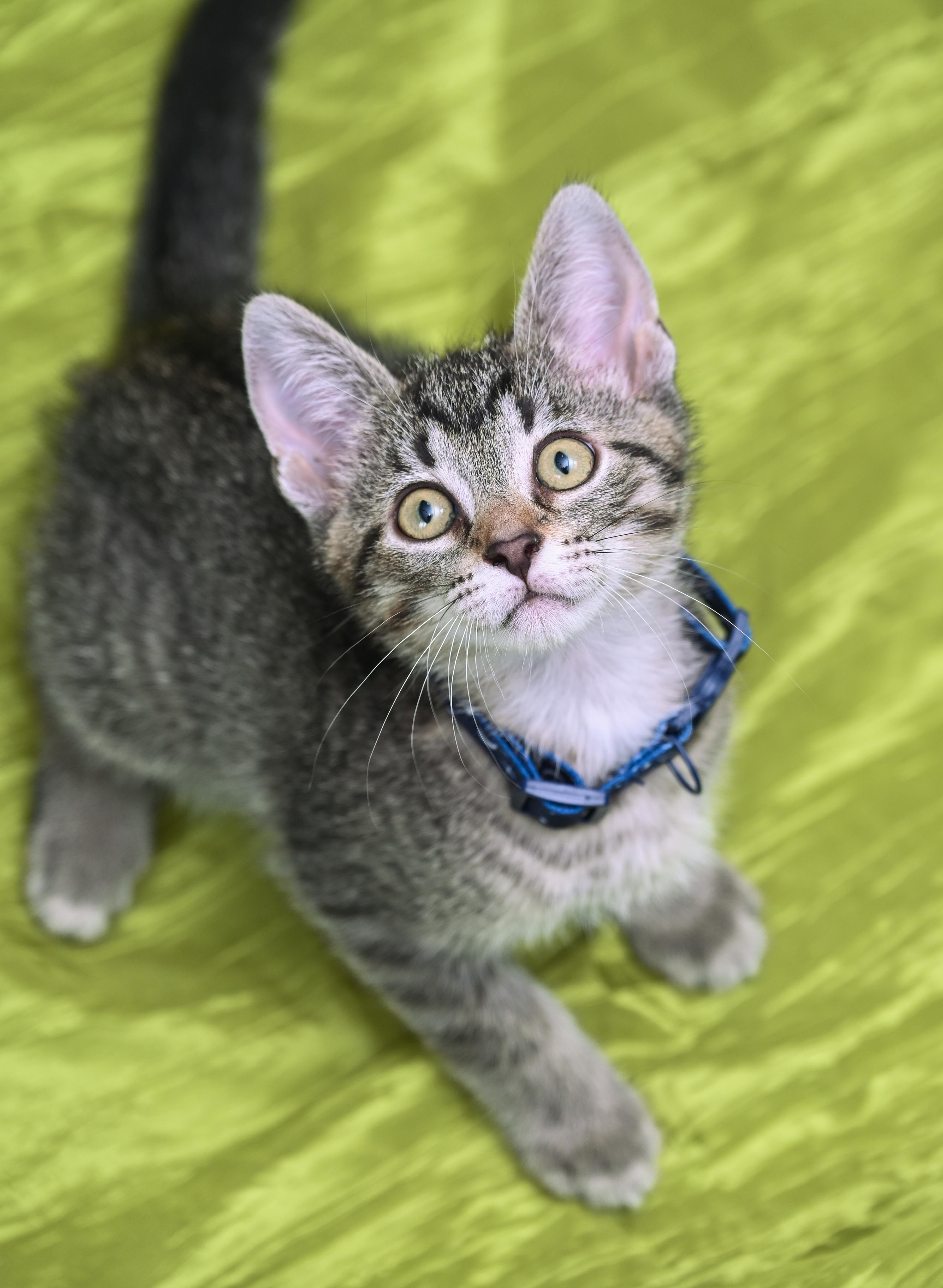 Enlarge Biscoff, a ADOPTABLE mixed breed in Chattanooga, TN image 2/6