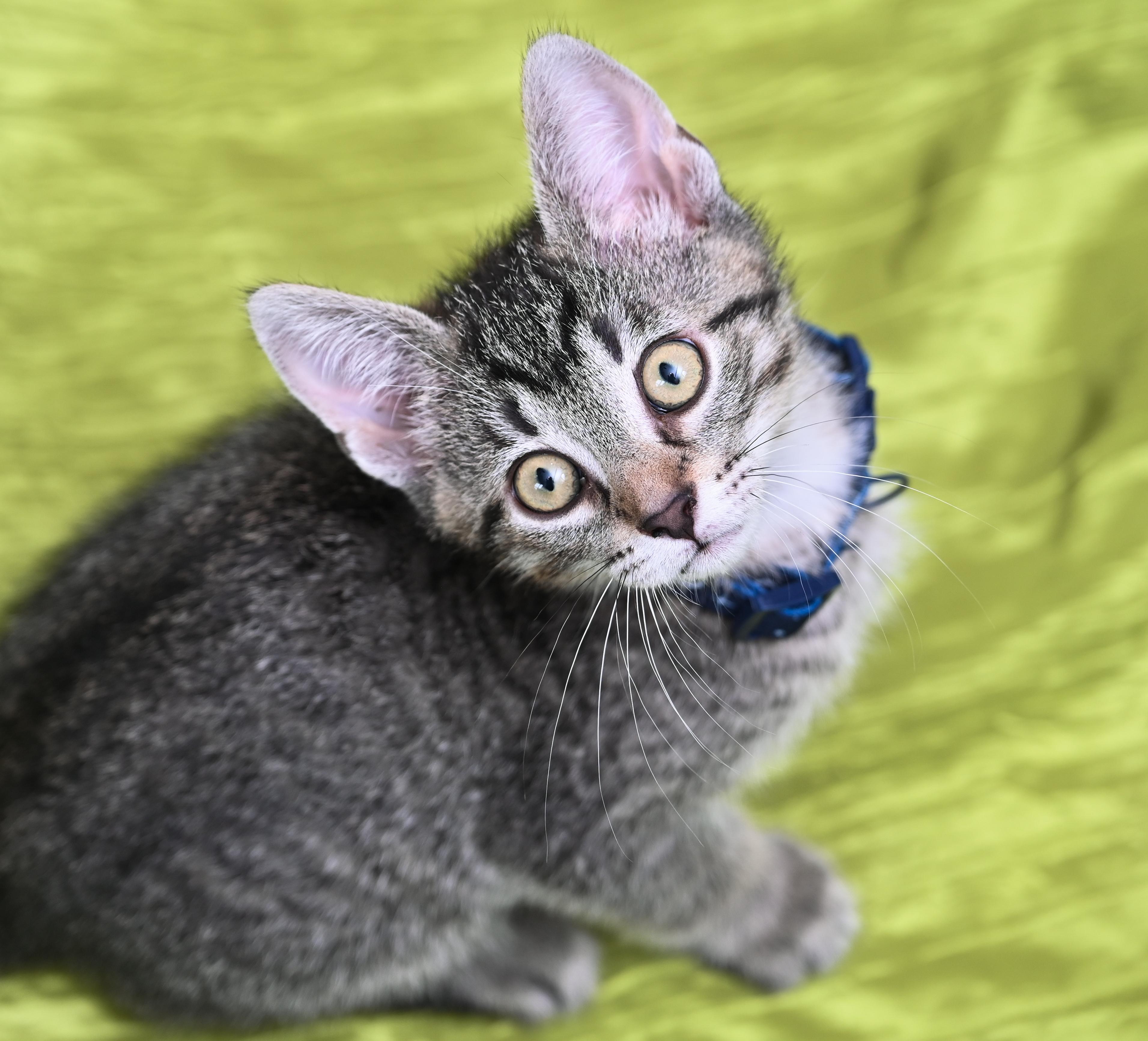 Enlarge Biscoff, a ADOPTABLE mixed breed in Chattanooga, TN image 5/6