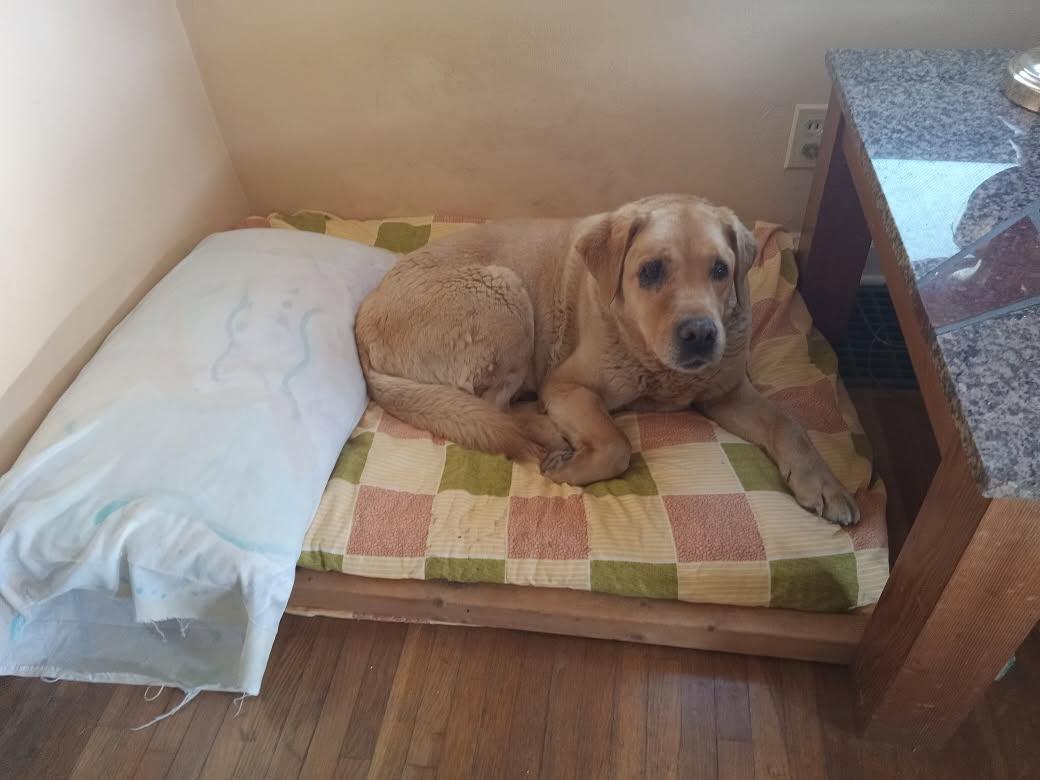 Trixie, a ADOPTABLE mixed breed in Waterville, OH image 3/3