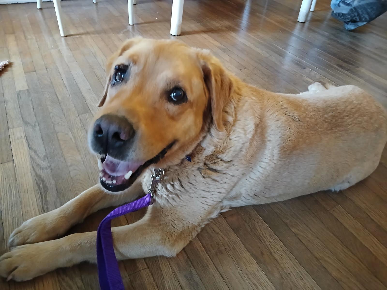 Trixie, a ADOPTABLE mixed breed in Waterville, OH image 1/3
