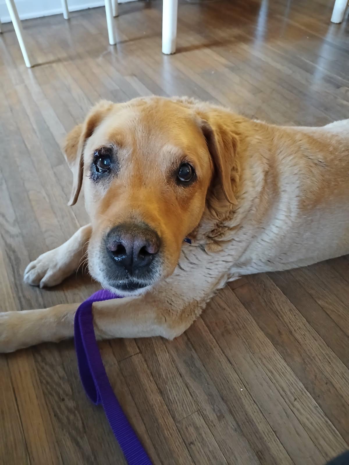 Trixie, a ADOPTABLE mixed breed in Waterville, OH image 2/3