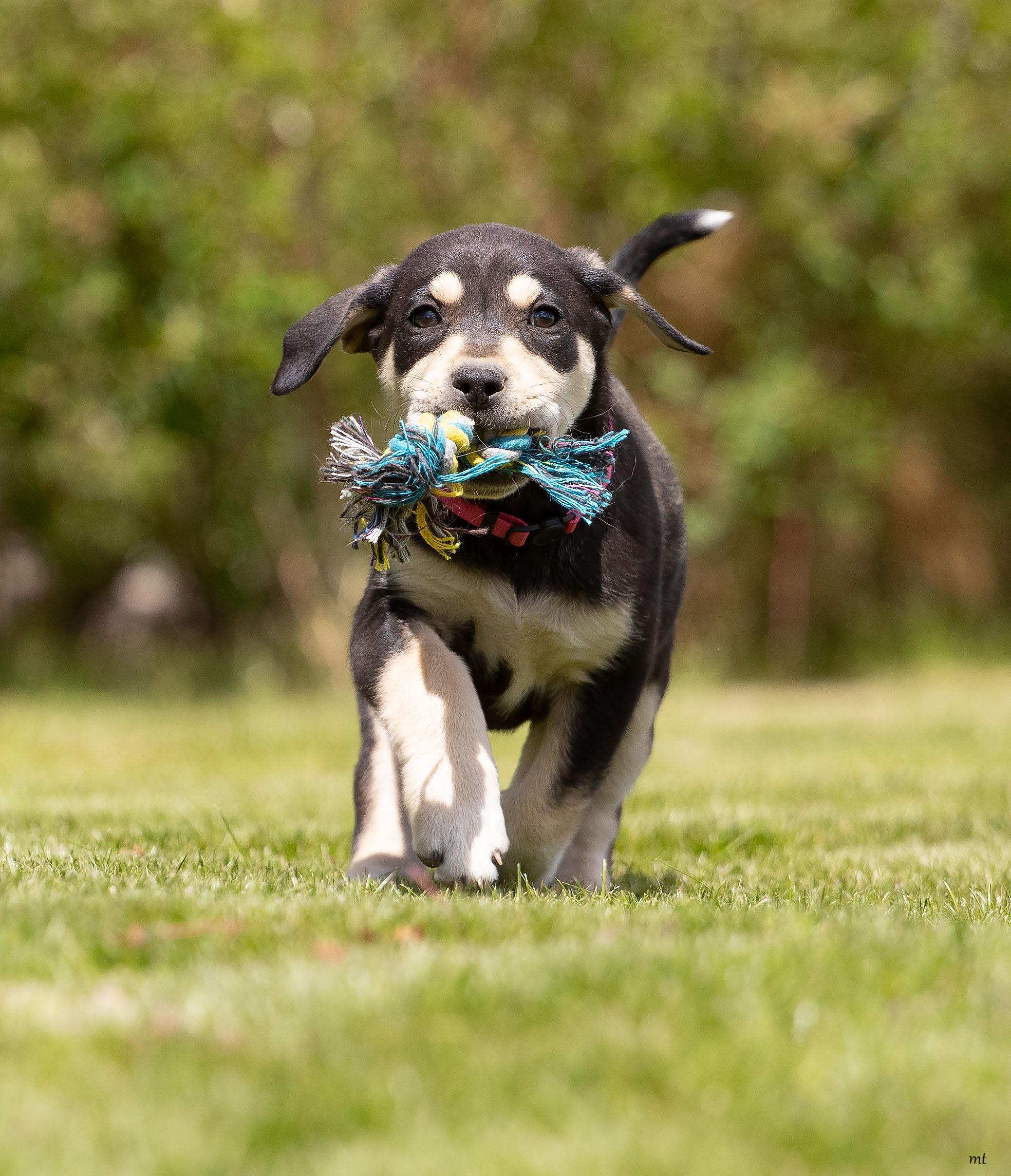 Enlarge Strawberry, a ADOPTABLE mixed breed in Washoe Valley, NV image 3/4