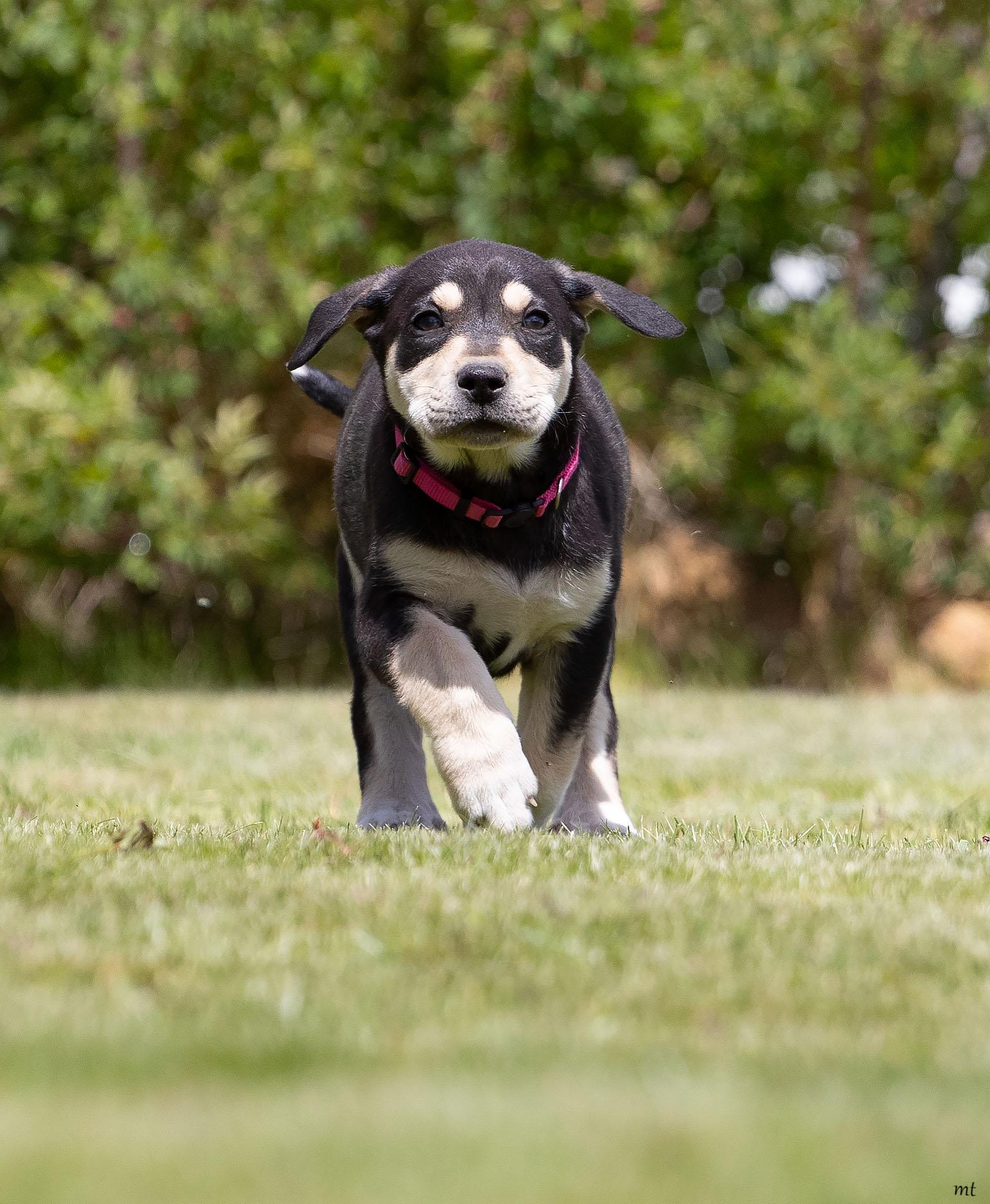 Strawberry, ADOPTABLE, Puppy Female Labrador Retriever & Great Pyrenees.