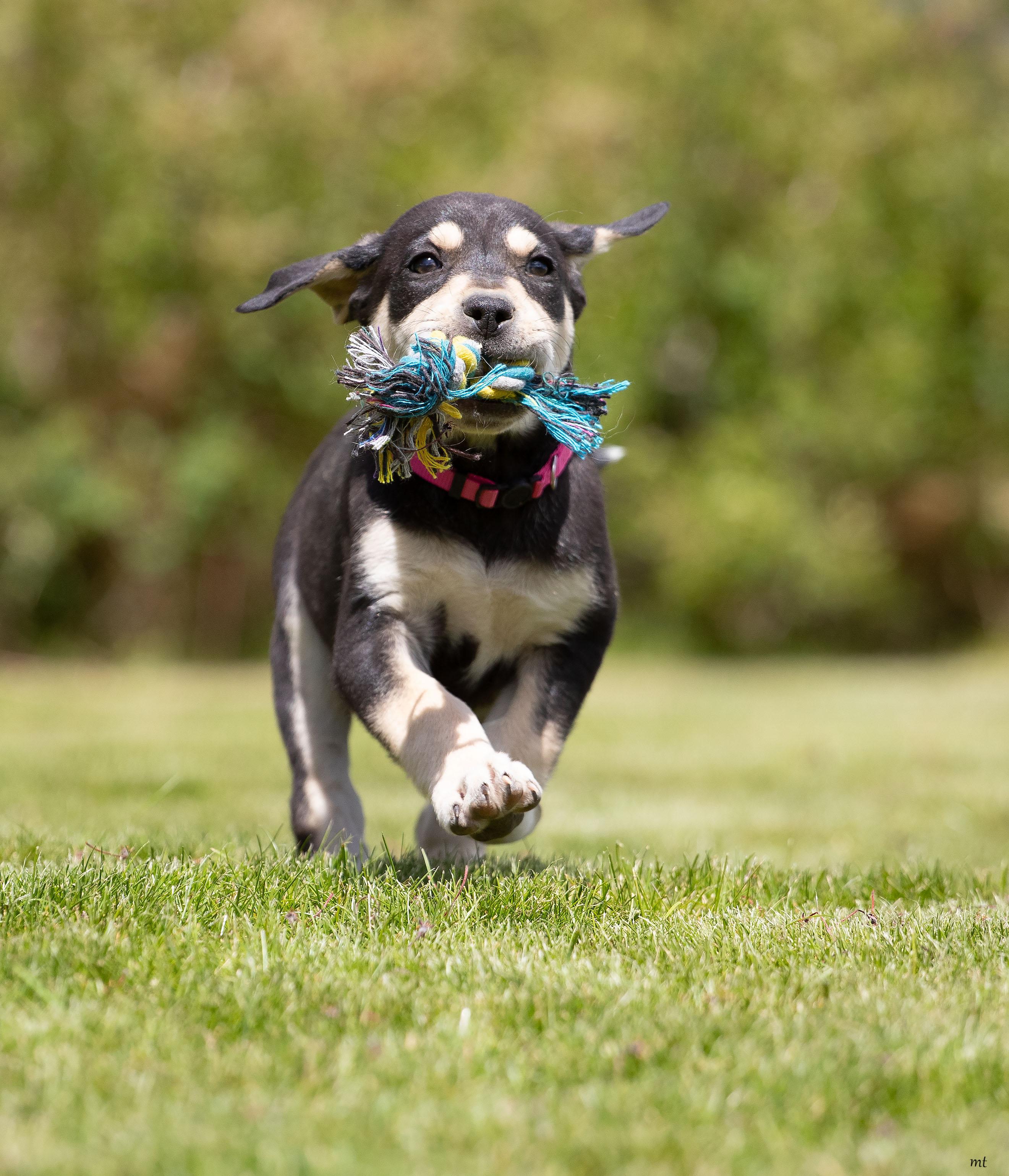 Enlarge Strawberry, a ADOPTABLE mixed breed in Washoe Valley, NV image 4/4