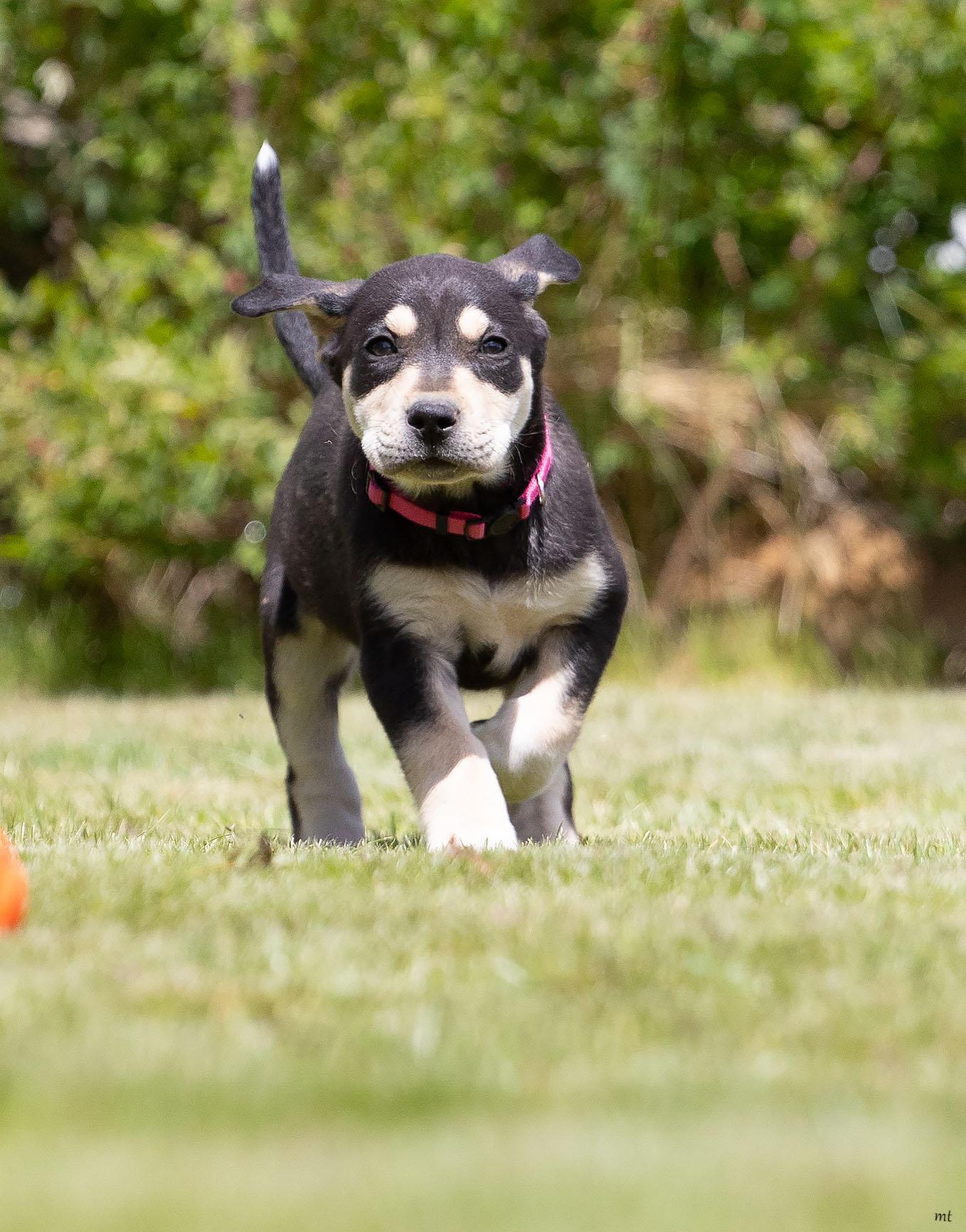 Enlarge Strawberry, a ADOPTABLE mixed breed in Washoe Valley, NV image 2/4