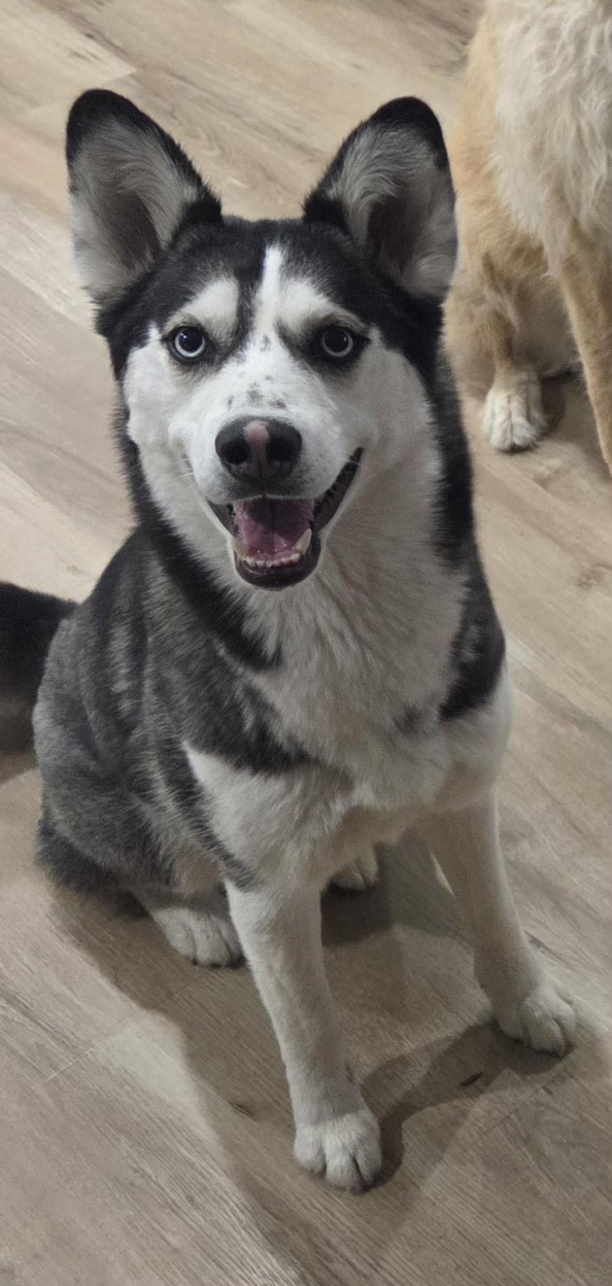 Enlarge Ruby, a Adoptable mixed breed in Oshawa, ON image 2/3