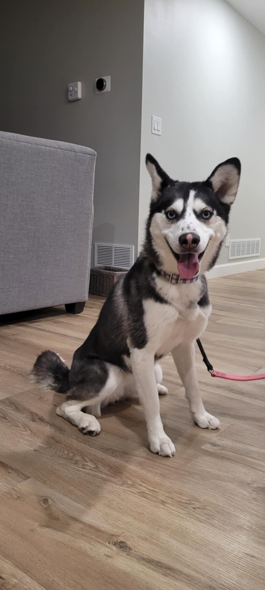 Ruby, a Adoptable mixed breed in Oshawa, ON image 3/3