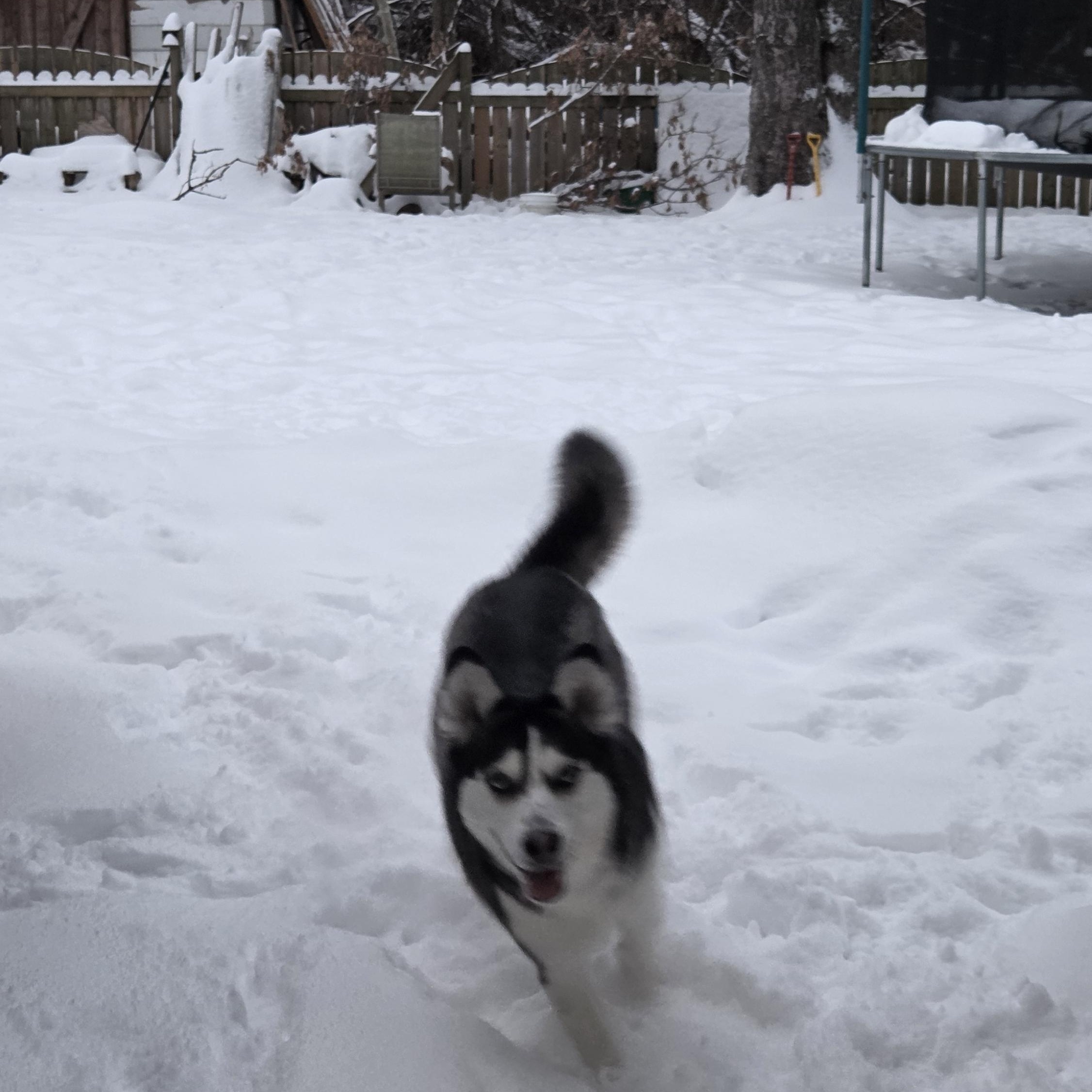 Ruby, a Adoptable mixed breed in Oshawa, ON image 4/4