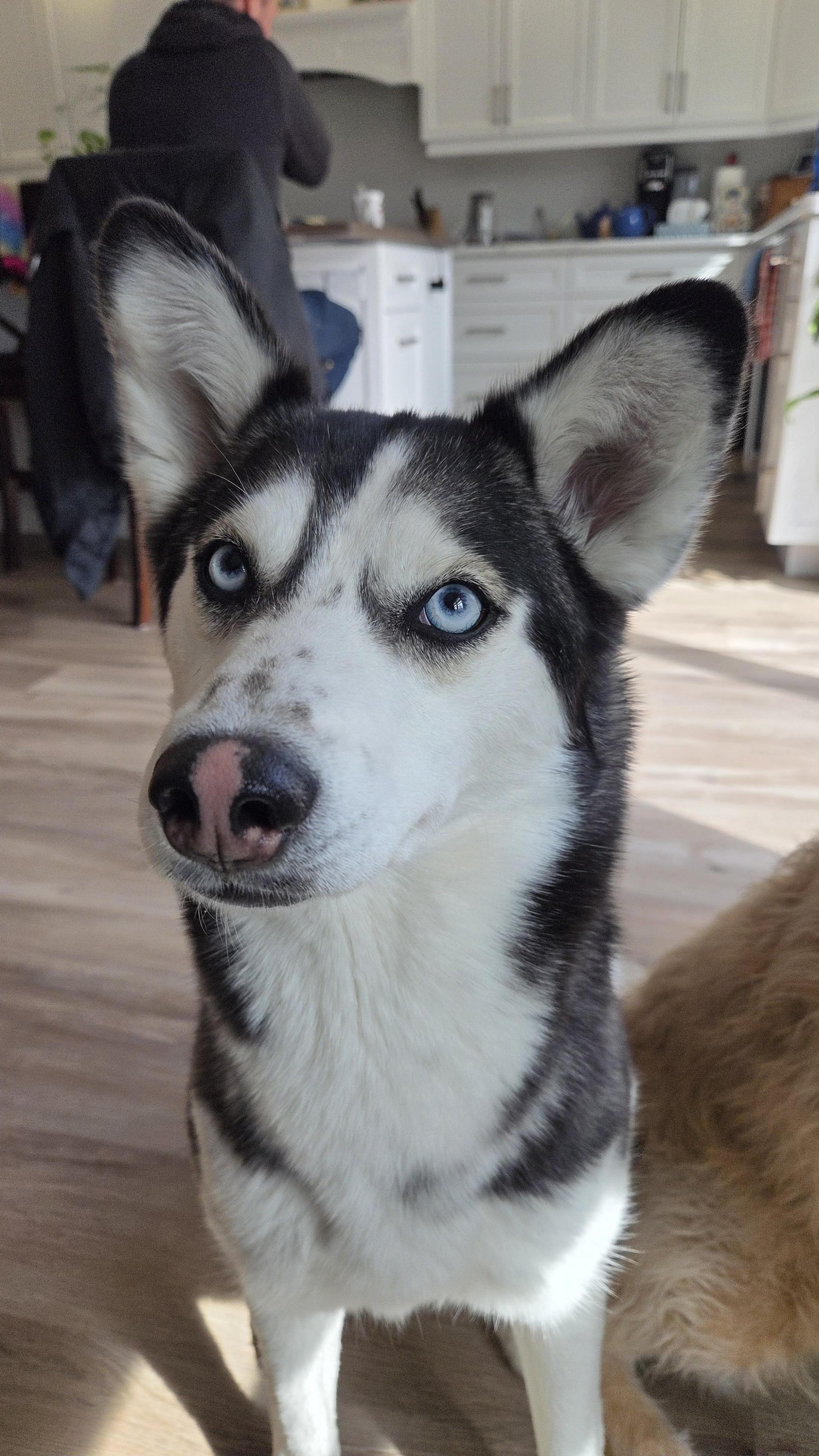 Enlarge Ruby, a Adoptable mixed breed in Oshawa, ON image 3/3