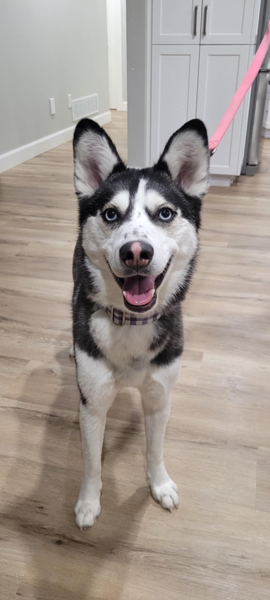 Ruby, Adoptable, Adult Female Siberian Husky.