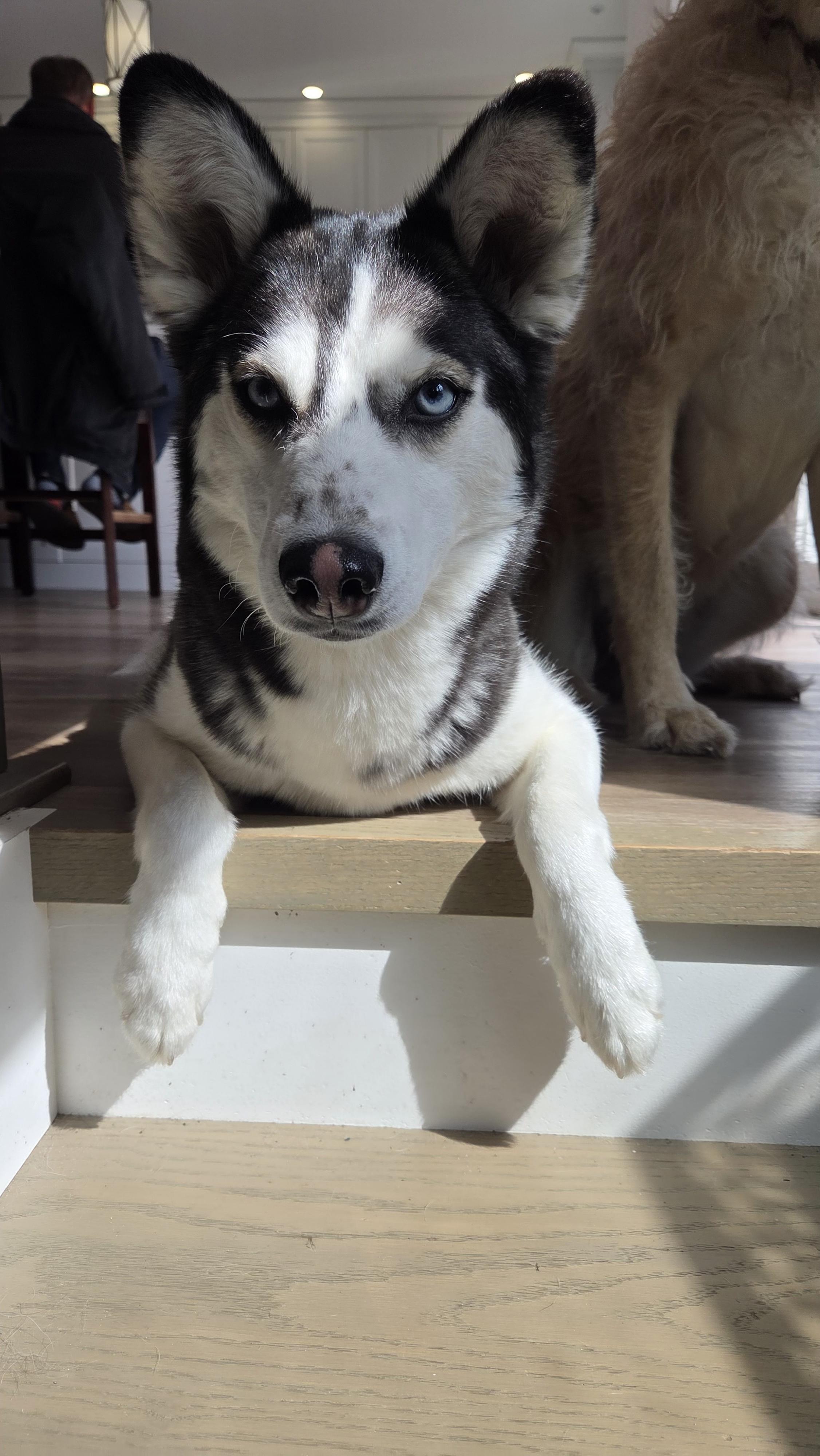 Ruby, Adoptable, Adult Female Siberian Husky.